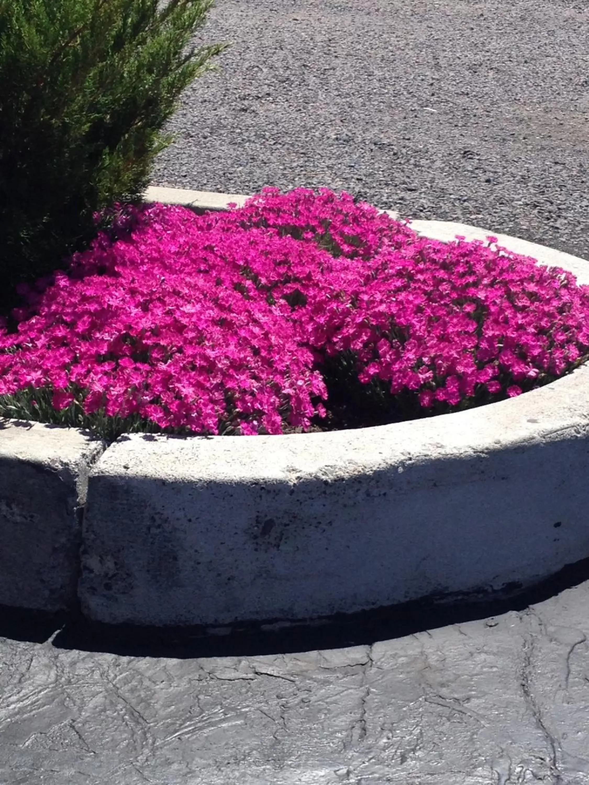 Garden view in Americas Best Value Inn Burns Garden view in Americas Best Value Inn Burns