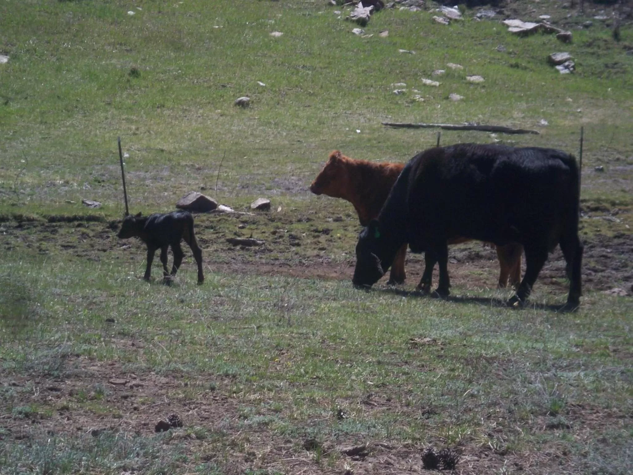 Animals in Elktrace Bed and Breakfast