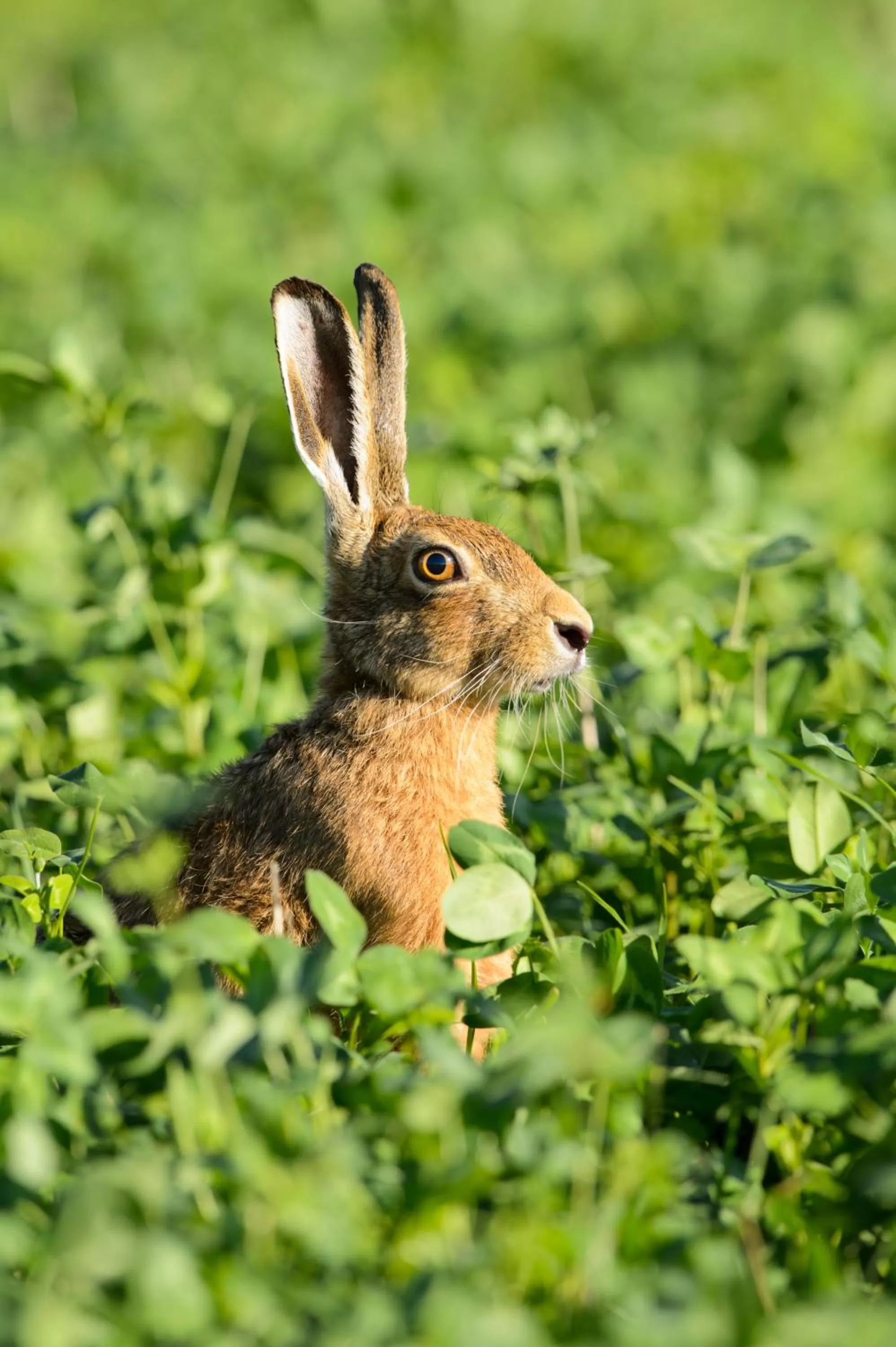 Animals in Helen Browning's Royal Oak