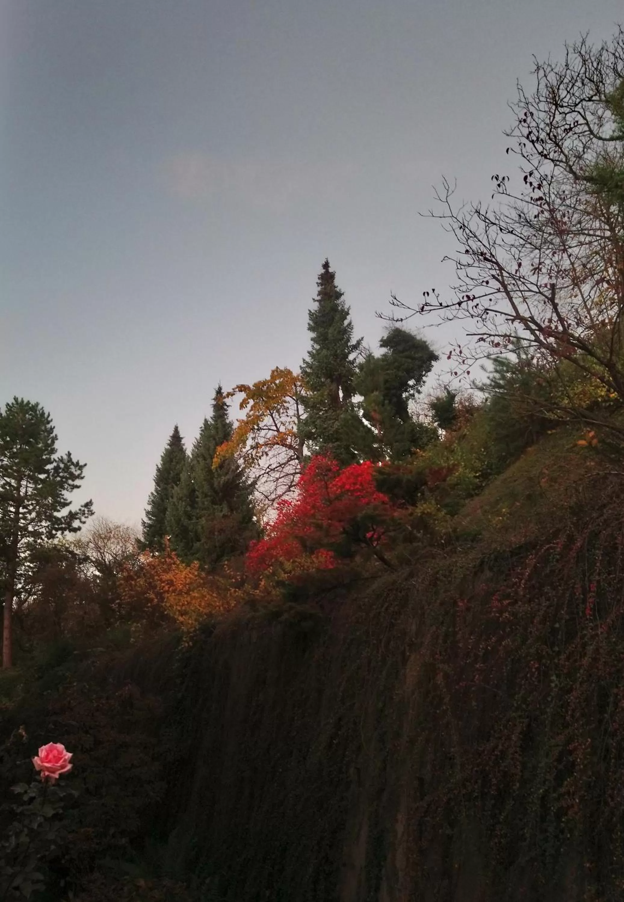 Garden view in Käfernberg - Weinhotel
