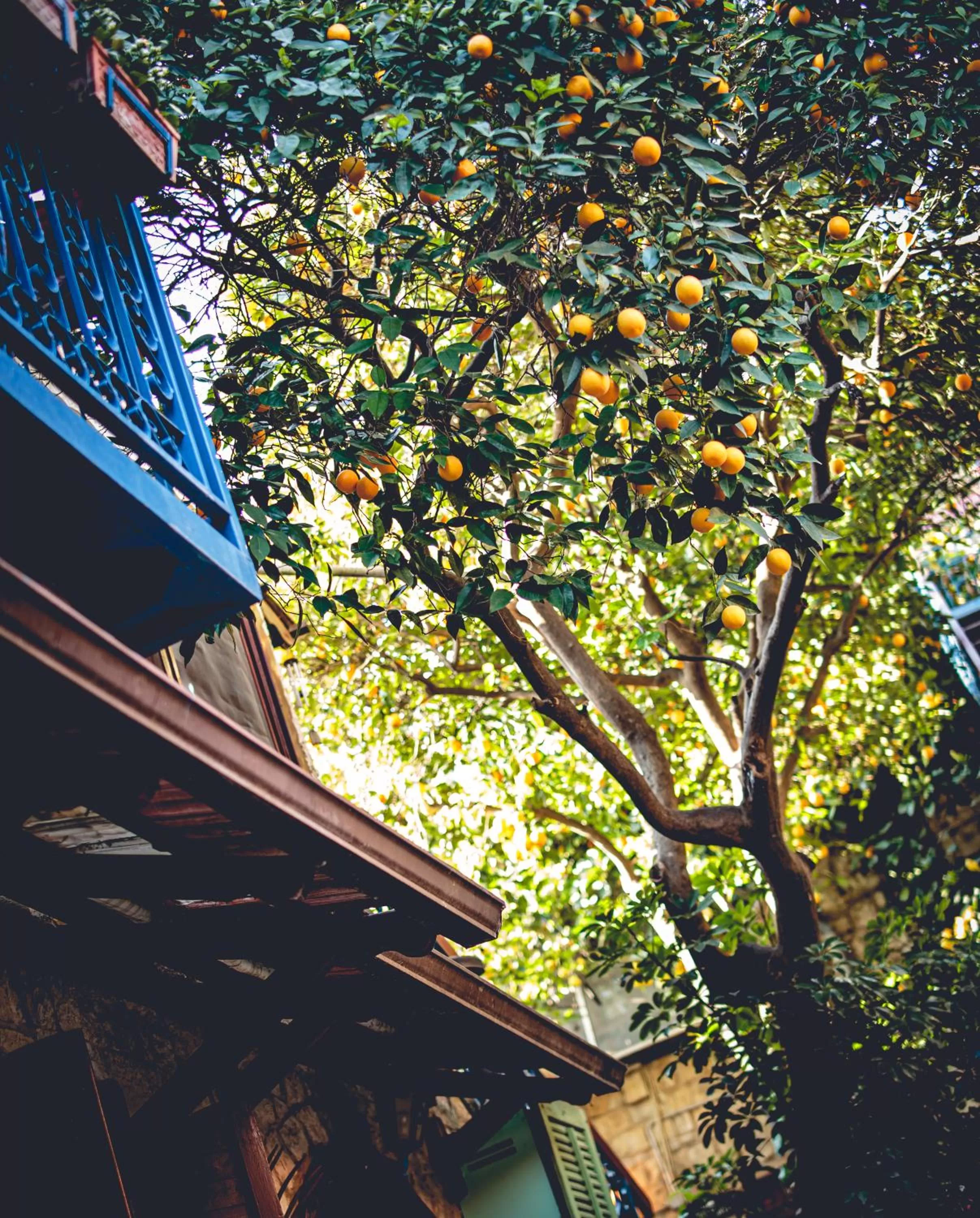 Garden view in וילה תהילה המחודש - The new Villa Tehila