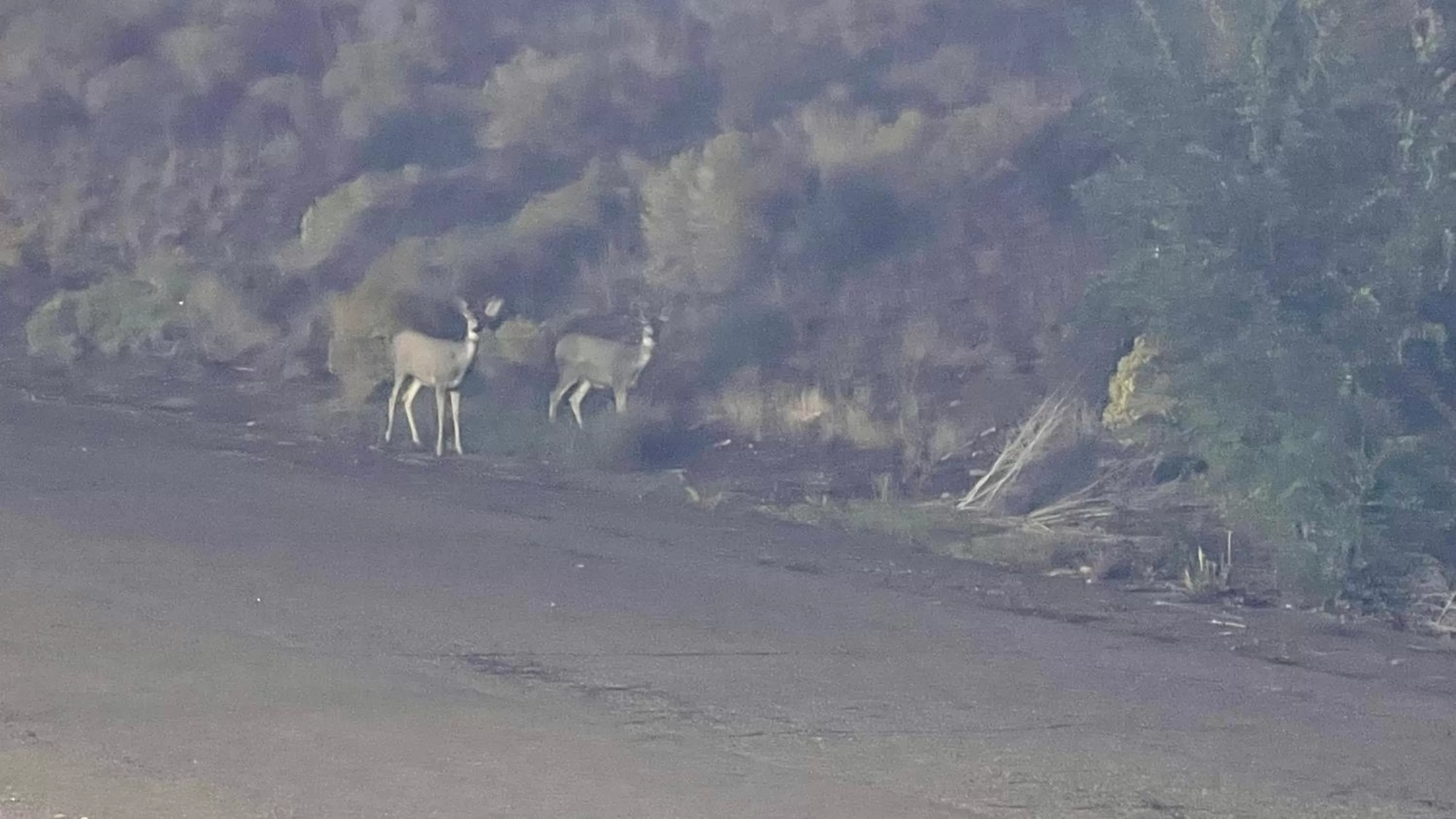 Animals in American inn