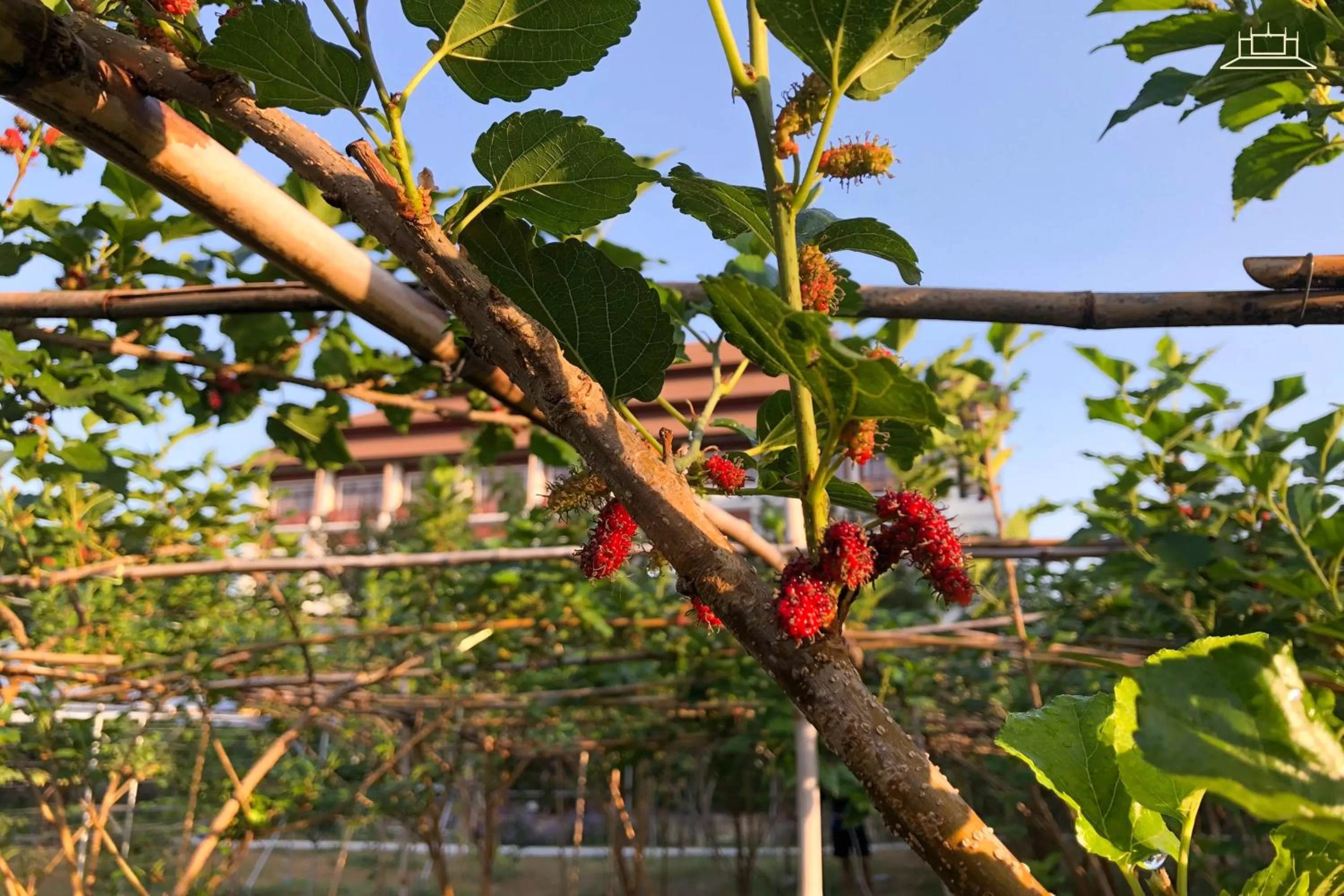 Garden in The Choice Hotel - Adults Only