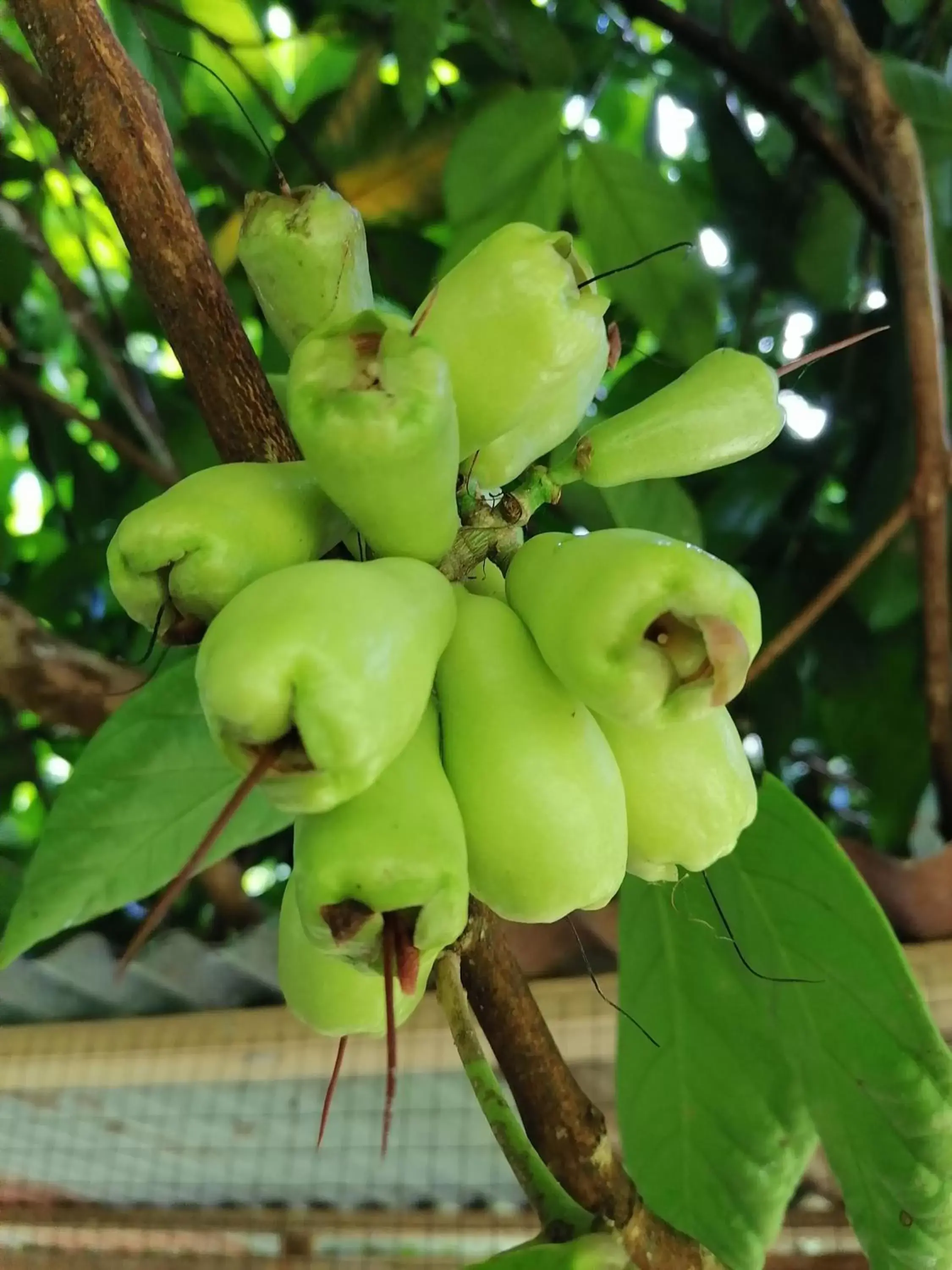 Garden, Other Animals in La Ceiba Tree Lodge