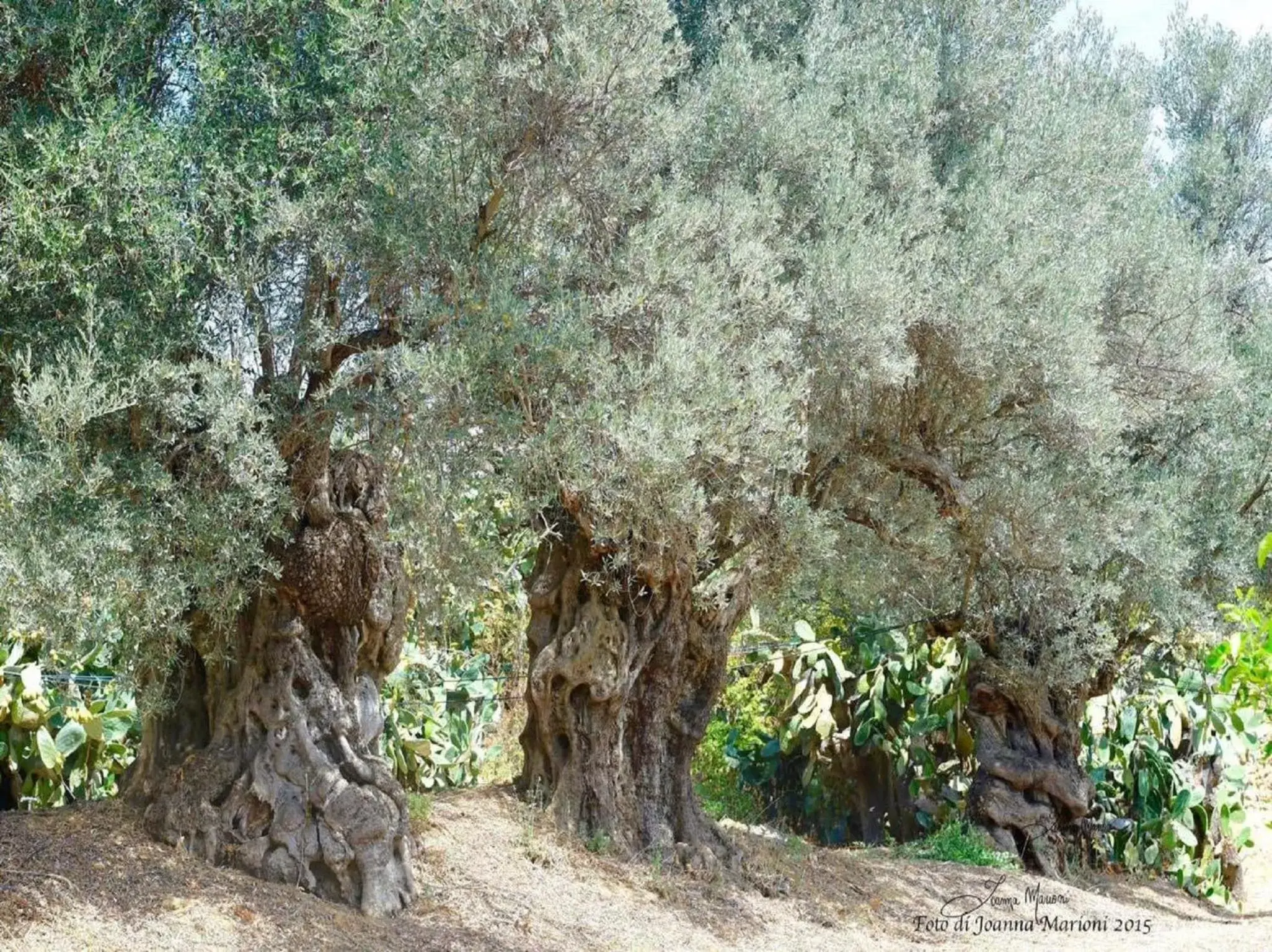 Garden, Natural Landscape in Villa La Lumia B&B Suites & Apartments