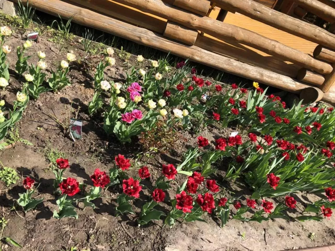 Spring in Petrovskyi Brovar