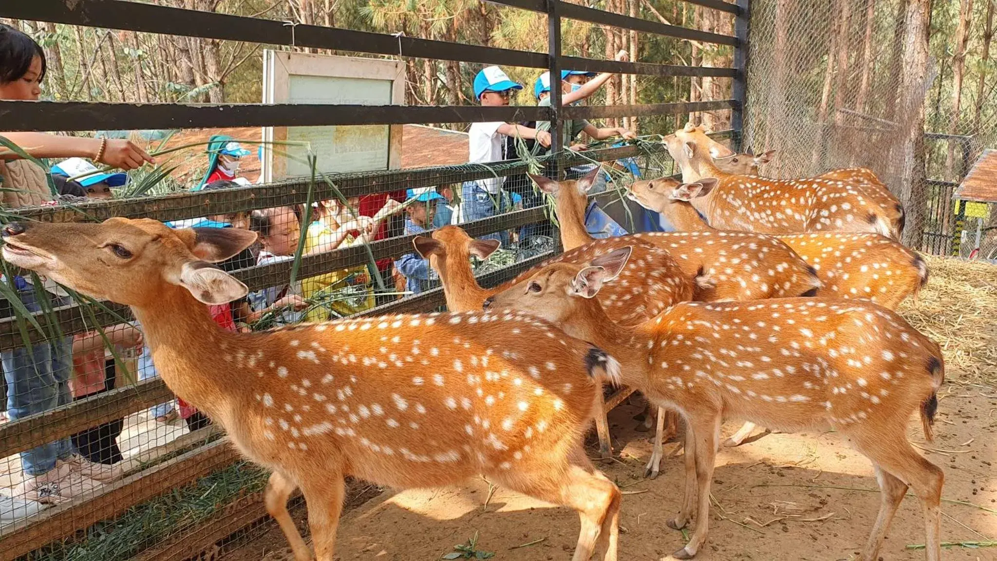 Activities, Other Animals in Dalat Wonder  Resort