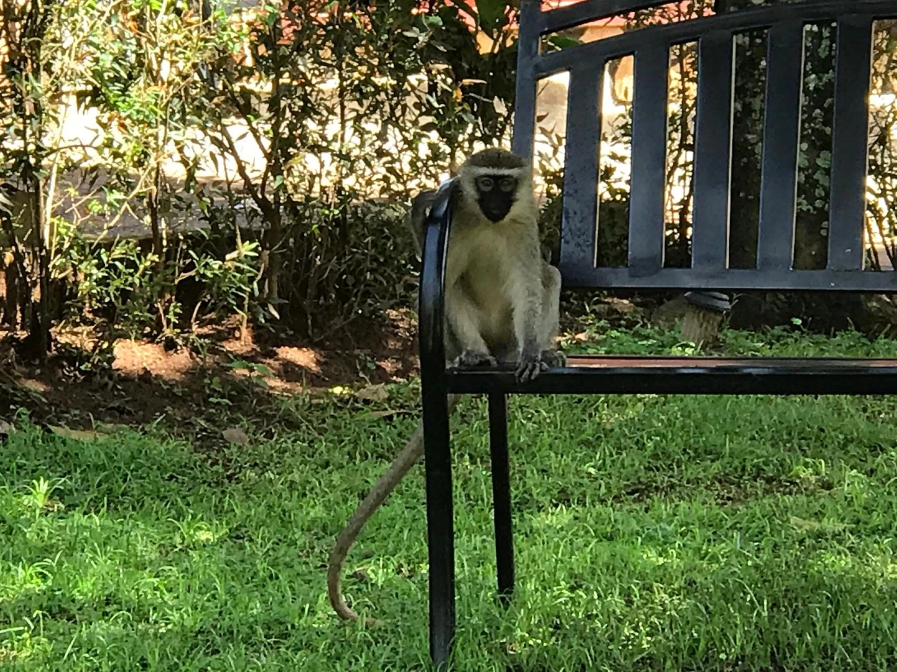 Other Animals in Governors Club