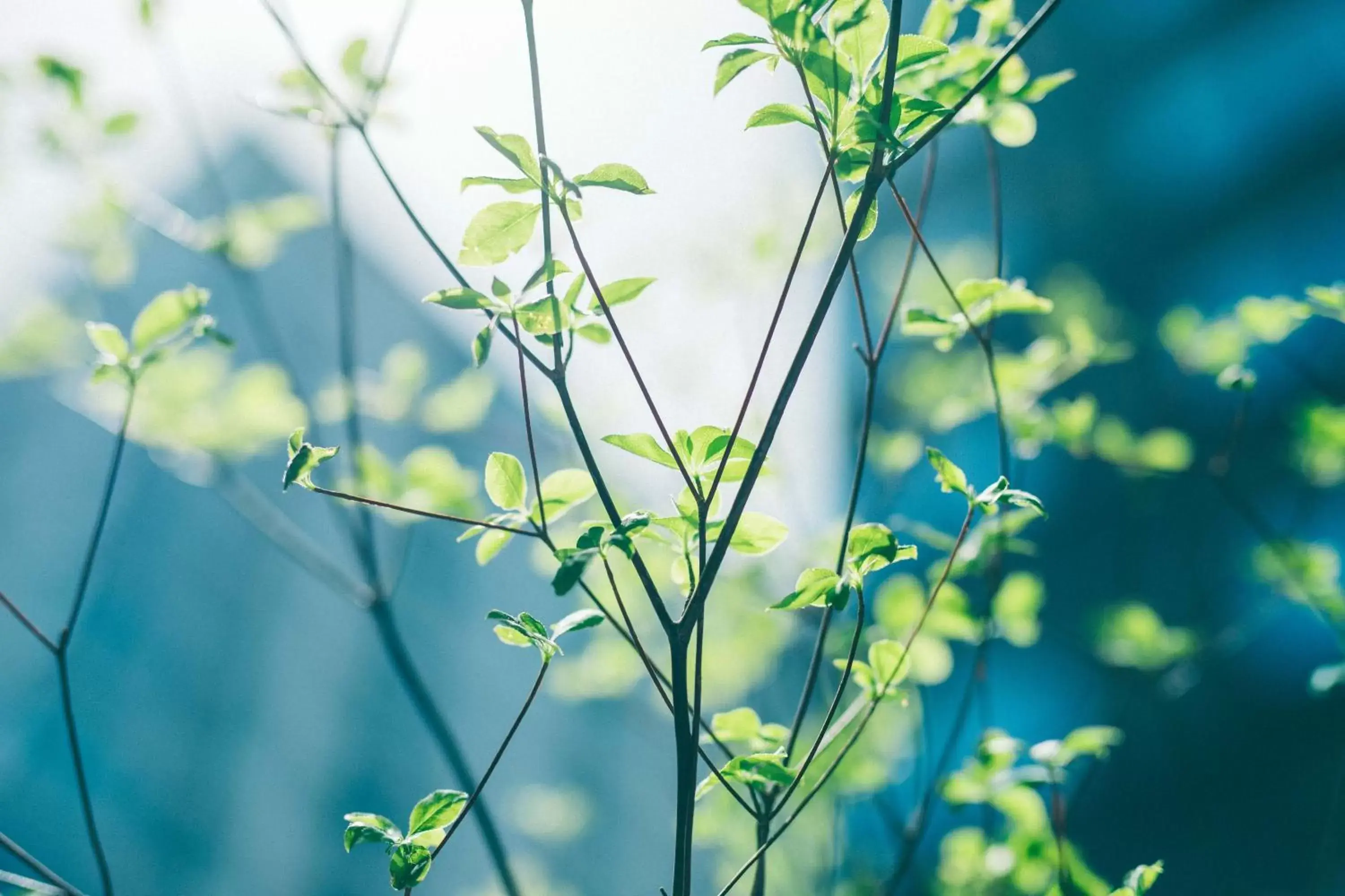 Natural landscape in Hotel Noum OSAKA