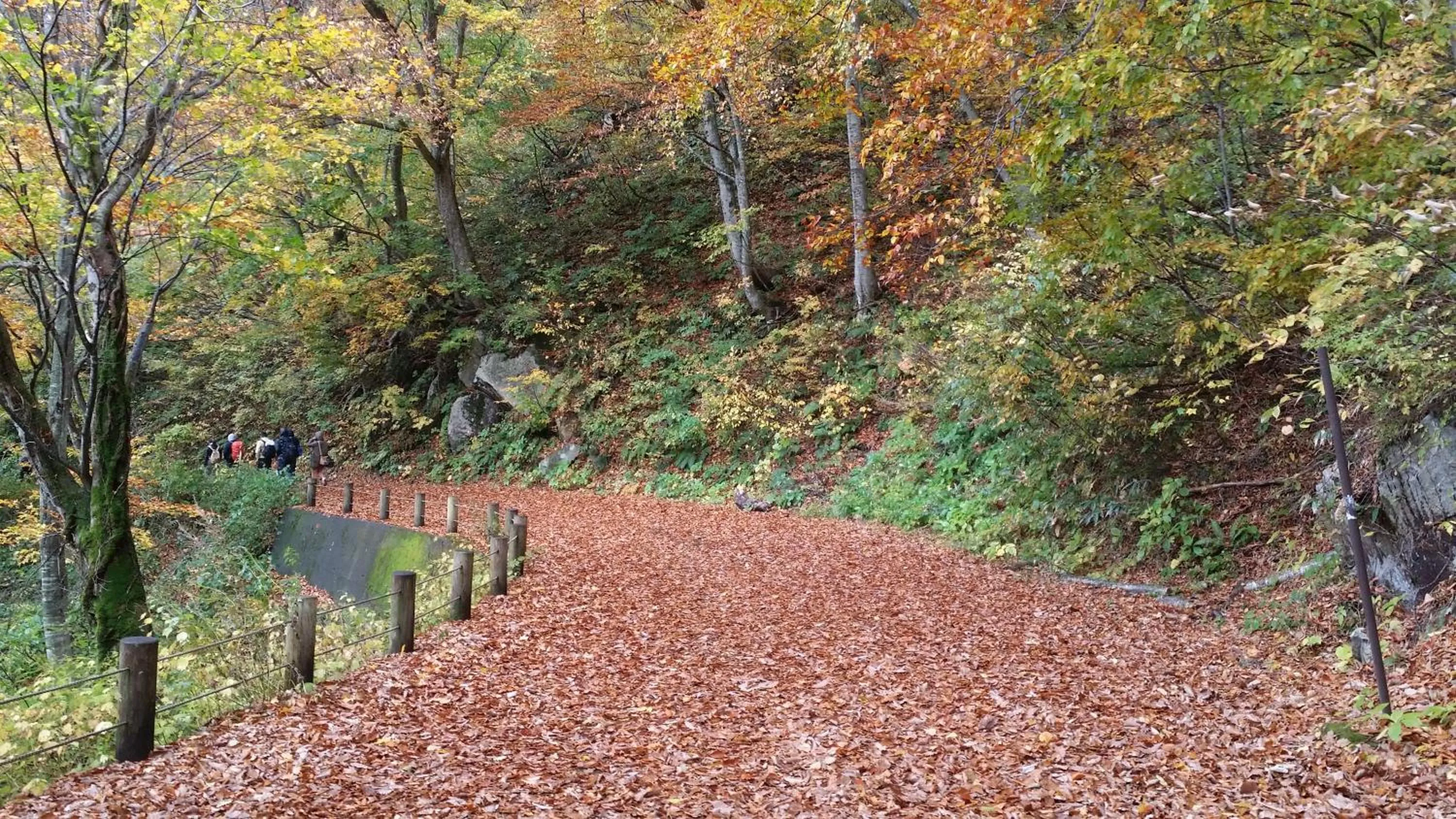 Natural landscape in Tenjin Lodge