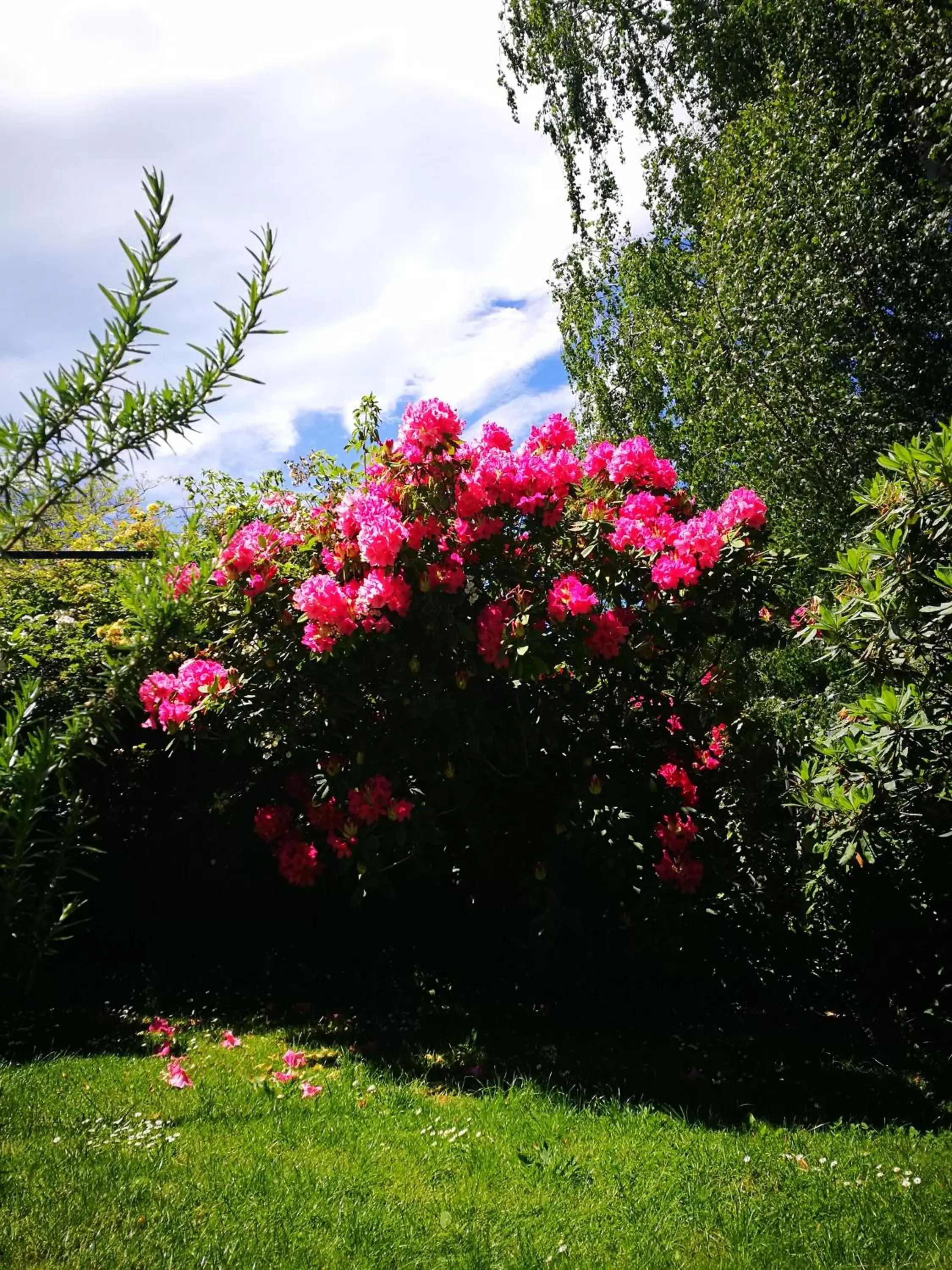 Garden in Belmont Motor Inn