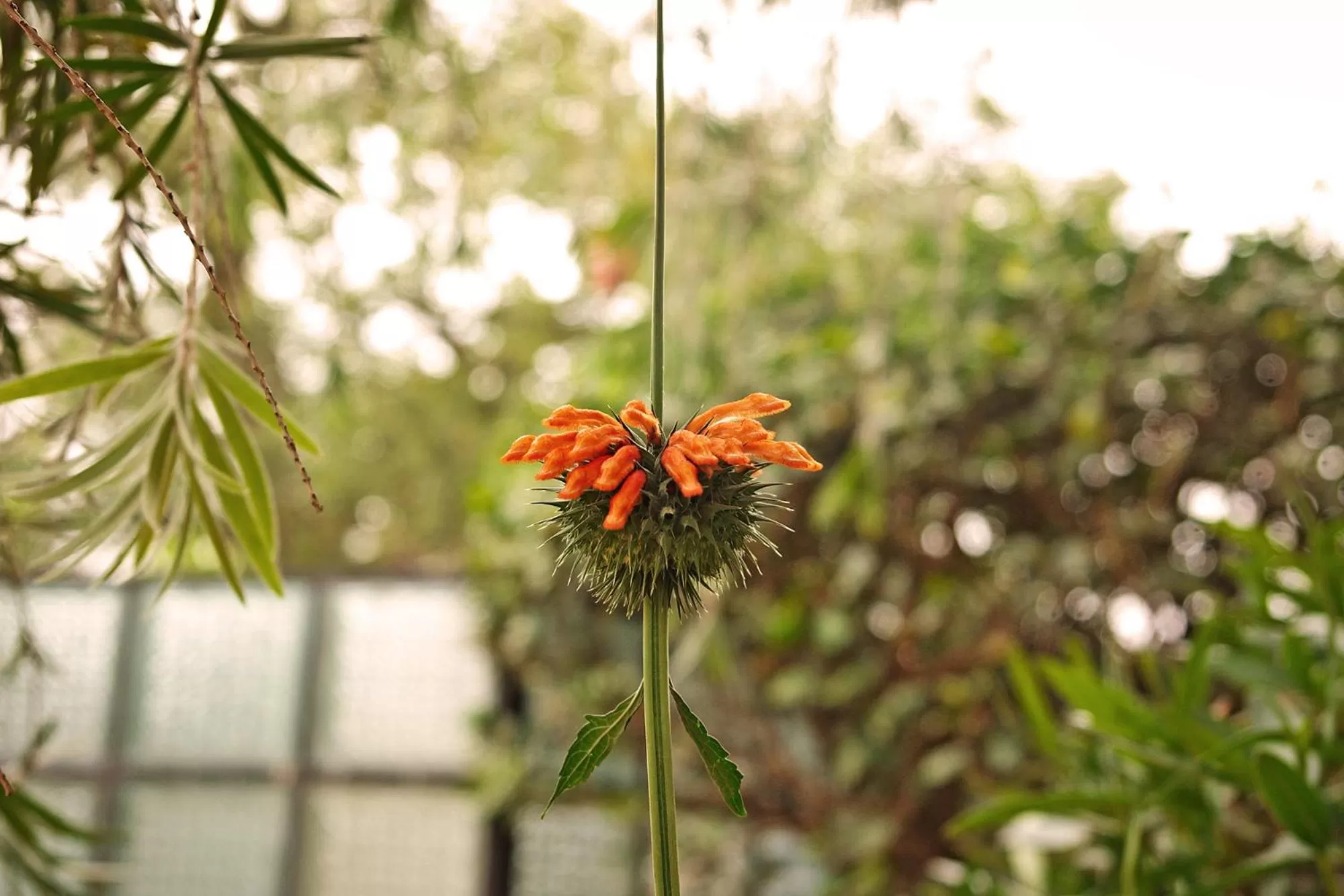 Garden in Hotel Florida