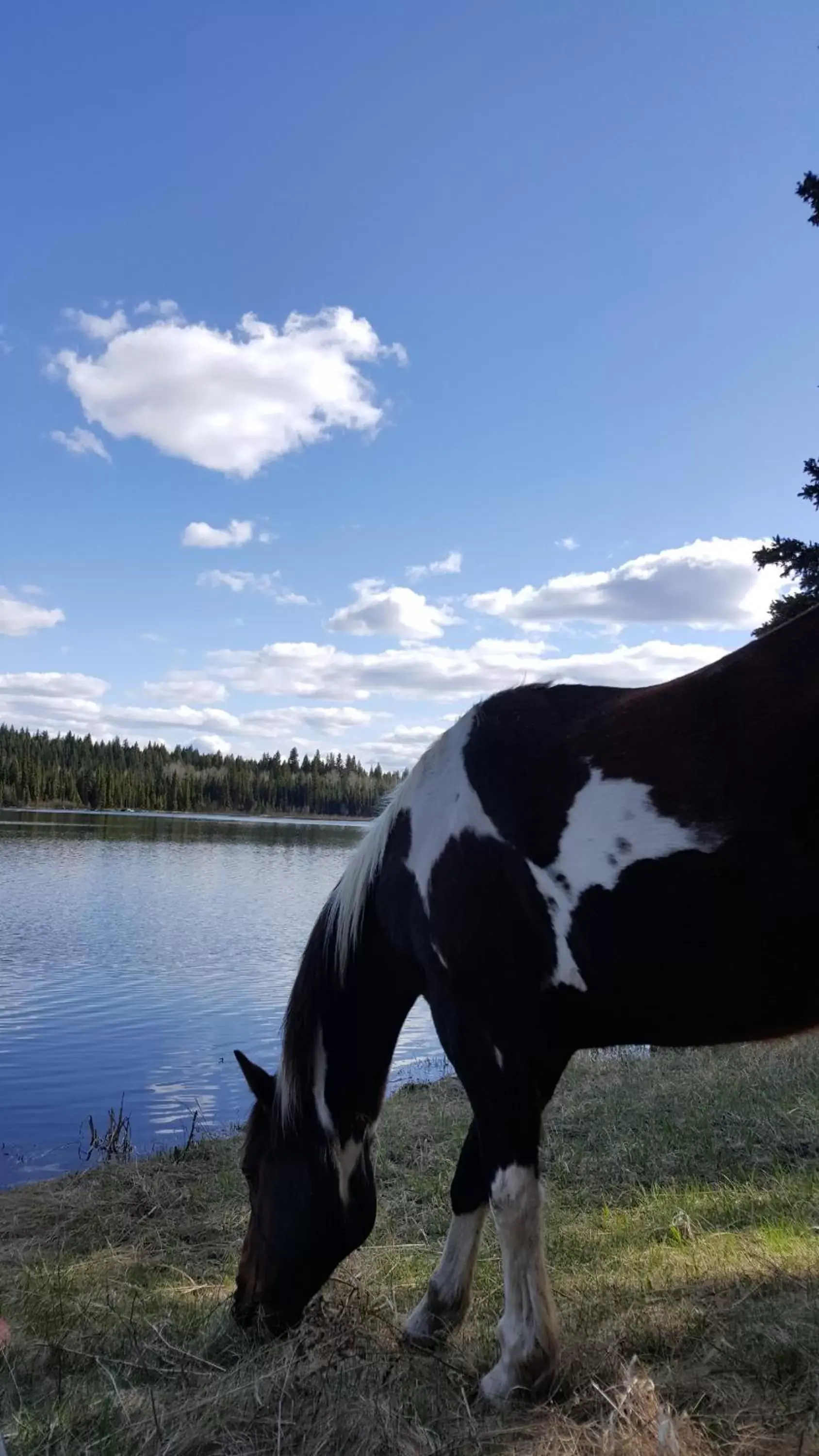 Animals, Other Animals in Wettstone Guest Ranch