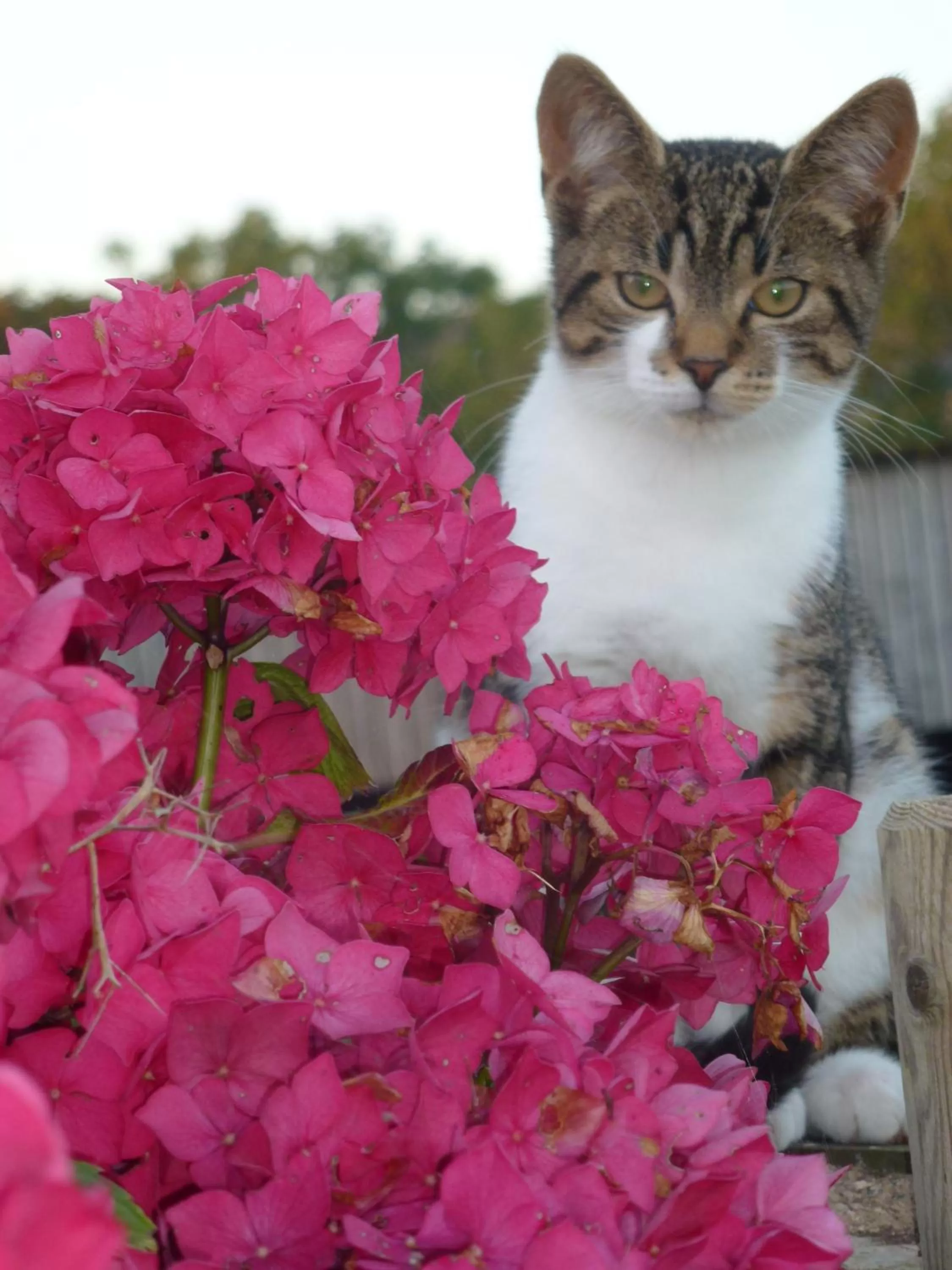 Pets in Kidwelly Farmhouse