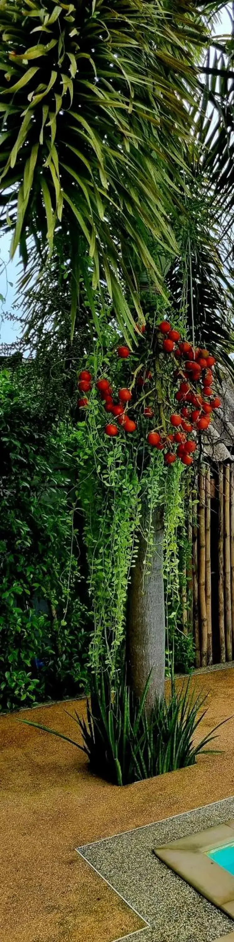 Natural landscape, Garden in Cha-Cha Hotel