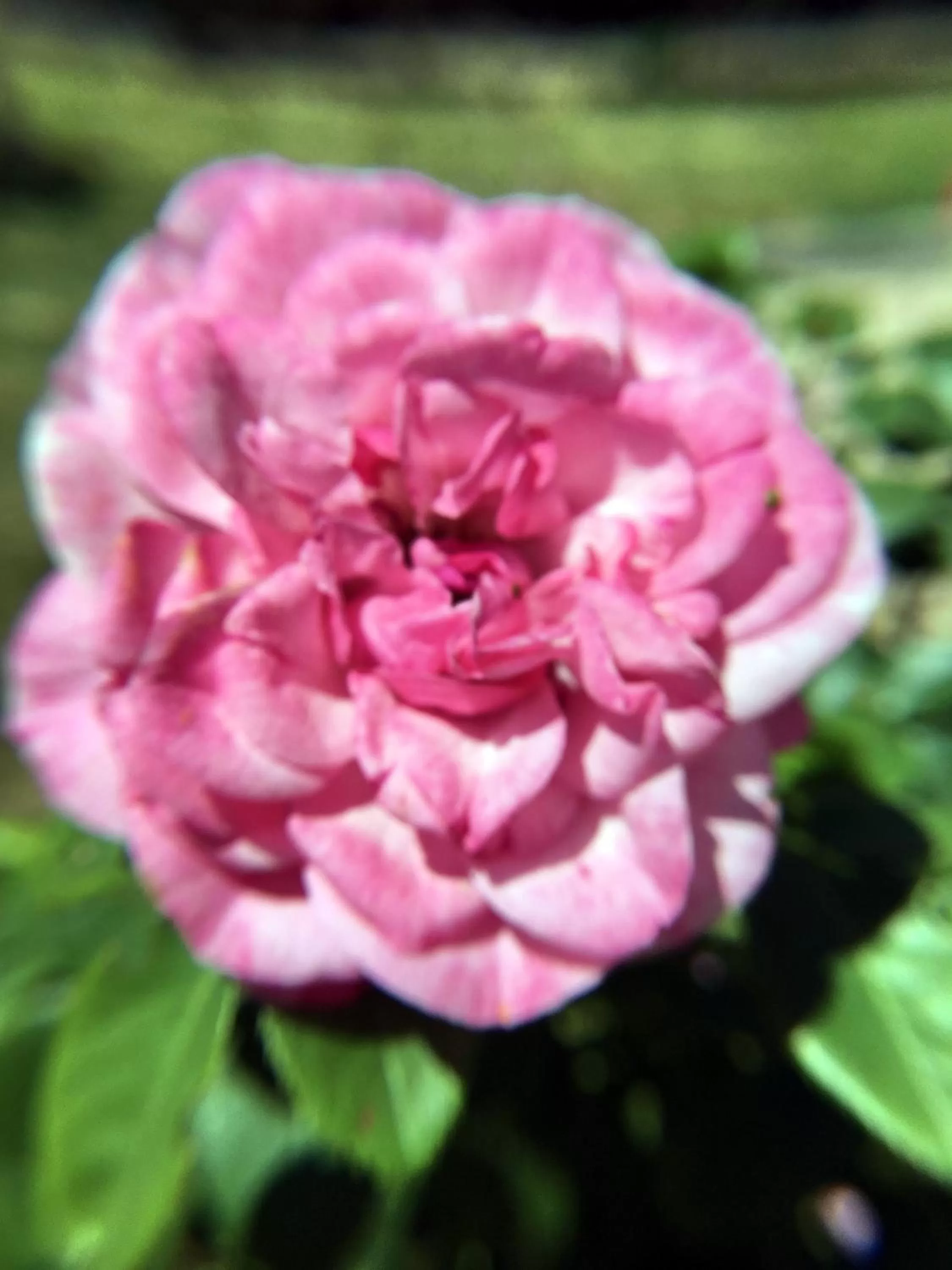 Garden in La Romance et la Romanesque