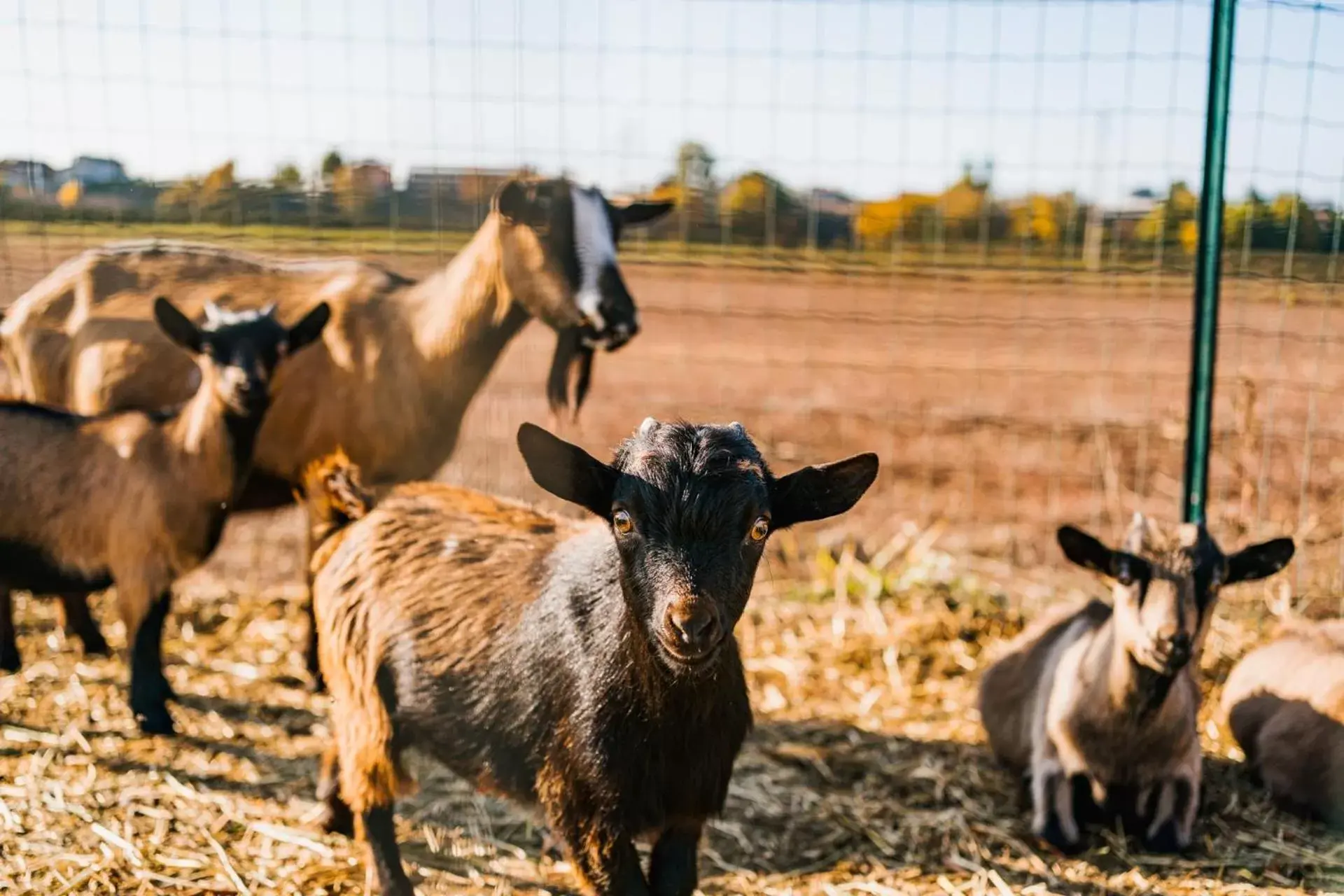 Animals, Other Animals in La Tenuta di Santo Stefano Agri Resort & Spa