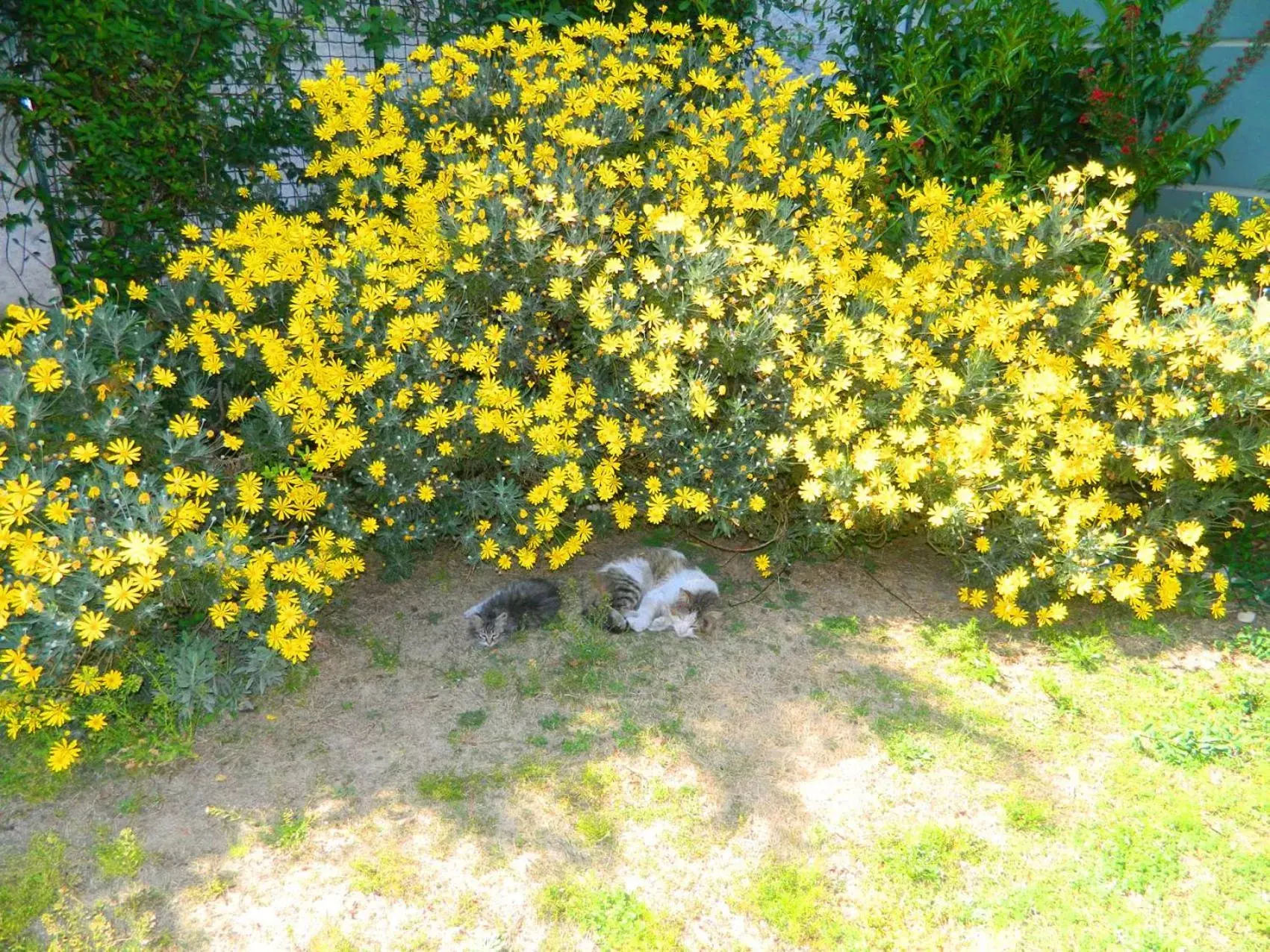 Garden, Pets in Hotel Baylan Basmane