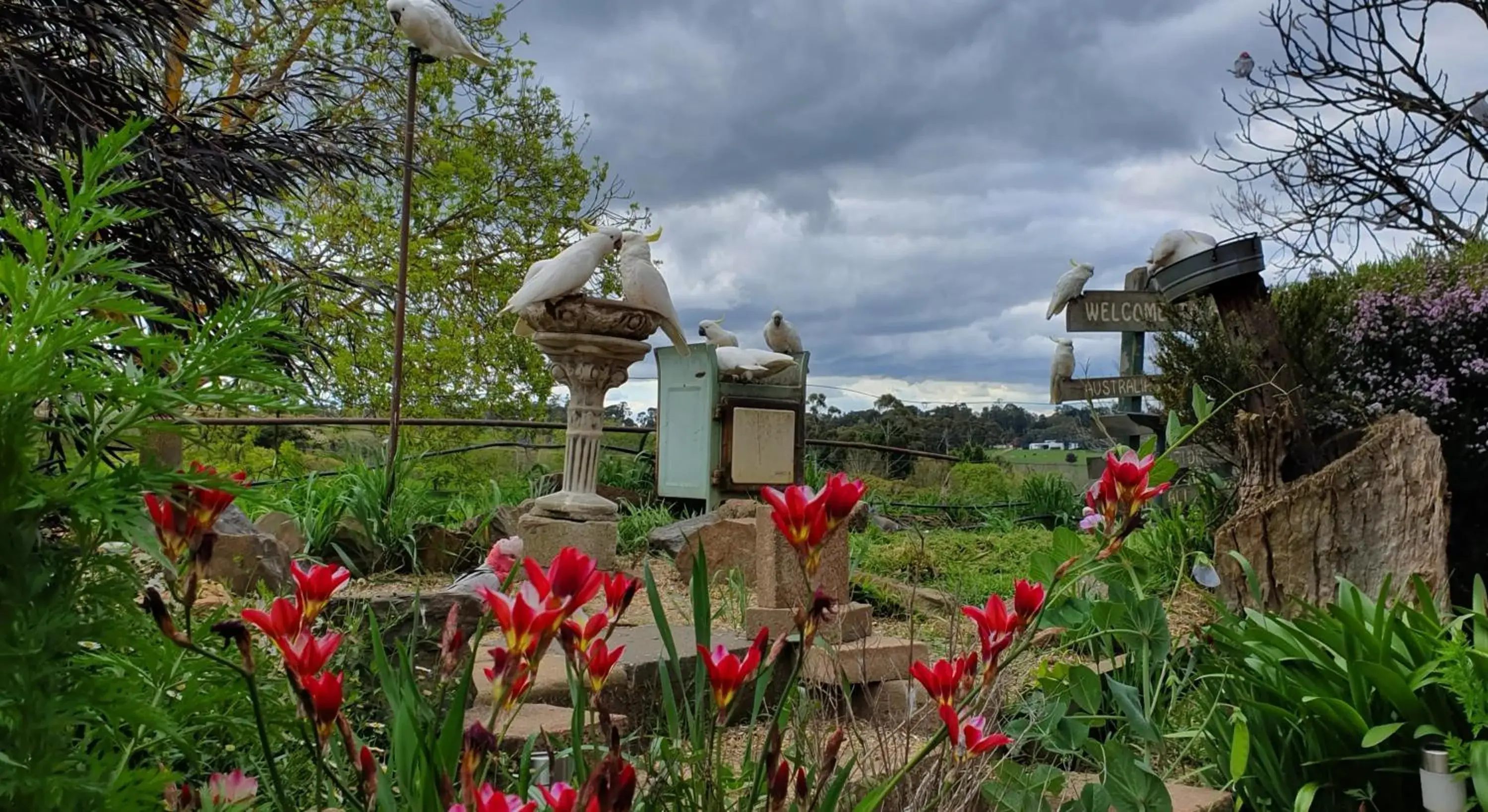 Spring in Amble at Hahndorf