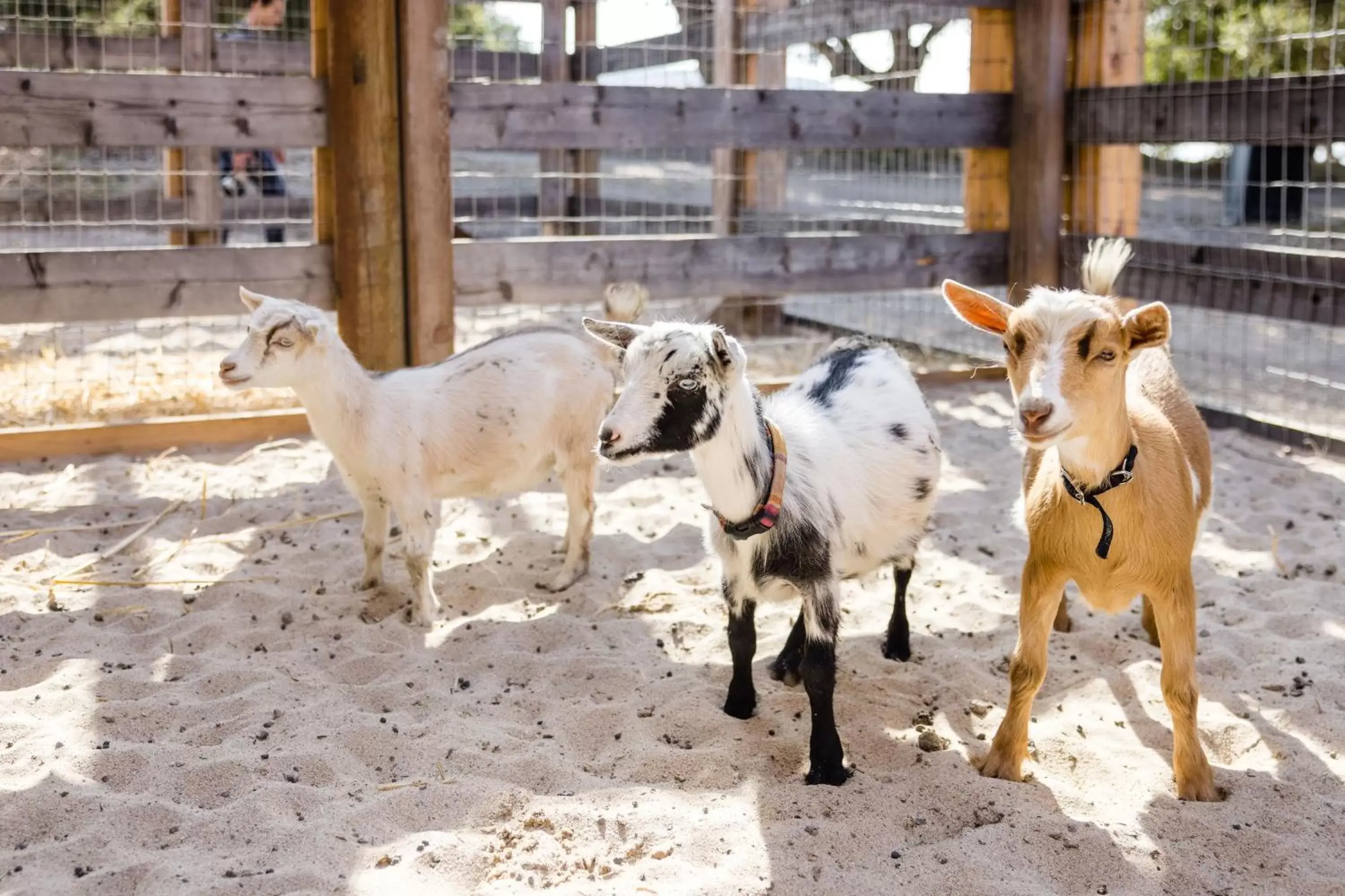 Activities, Other Animals in Carmel Valley Ranch, in The Unbound Collection by Hyatt