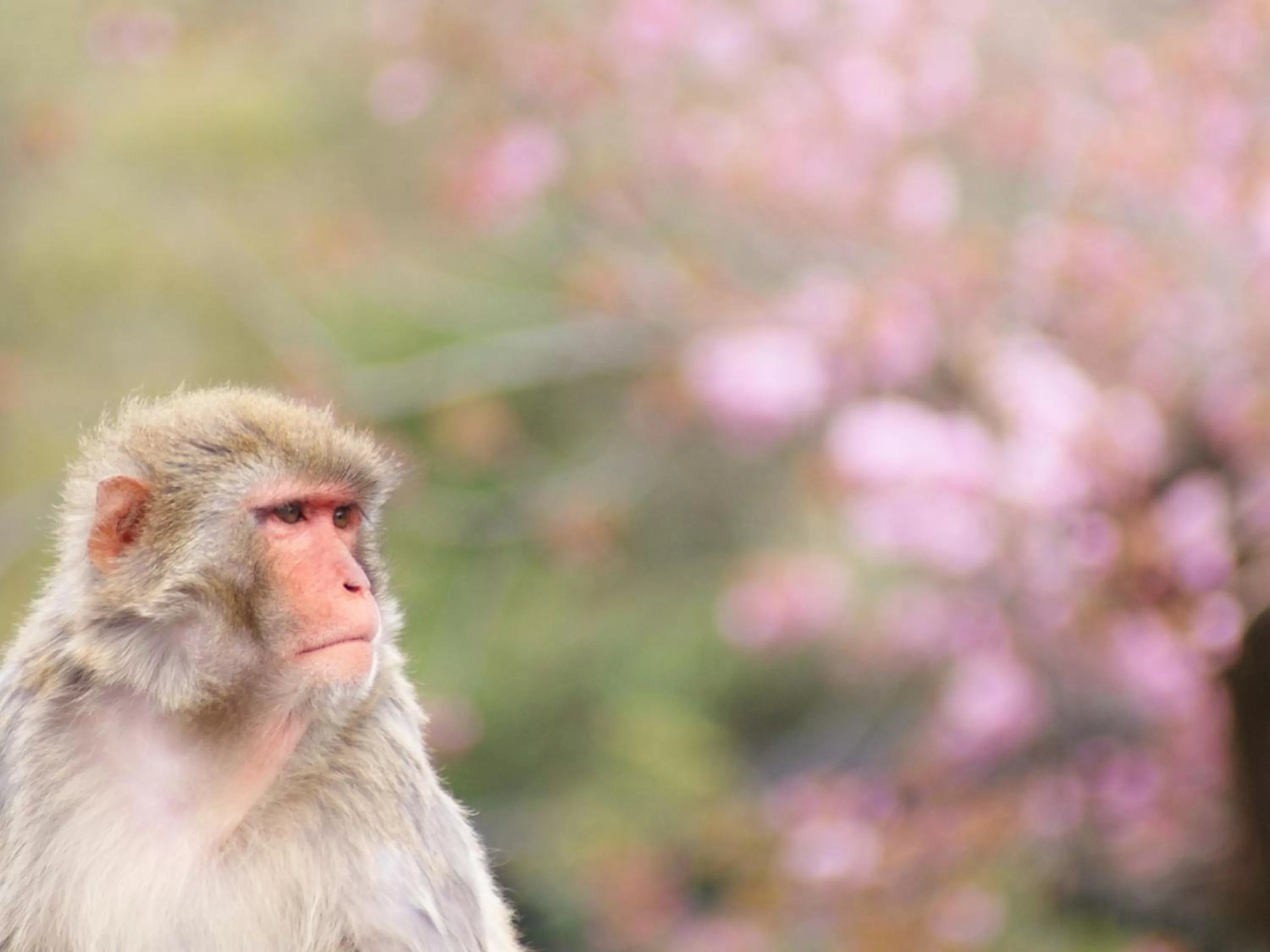 Nearby landmark, Other Animals in Hotel Wing International Kyoto - Shijo Karasuma