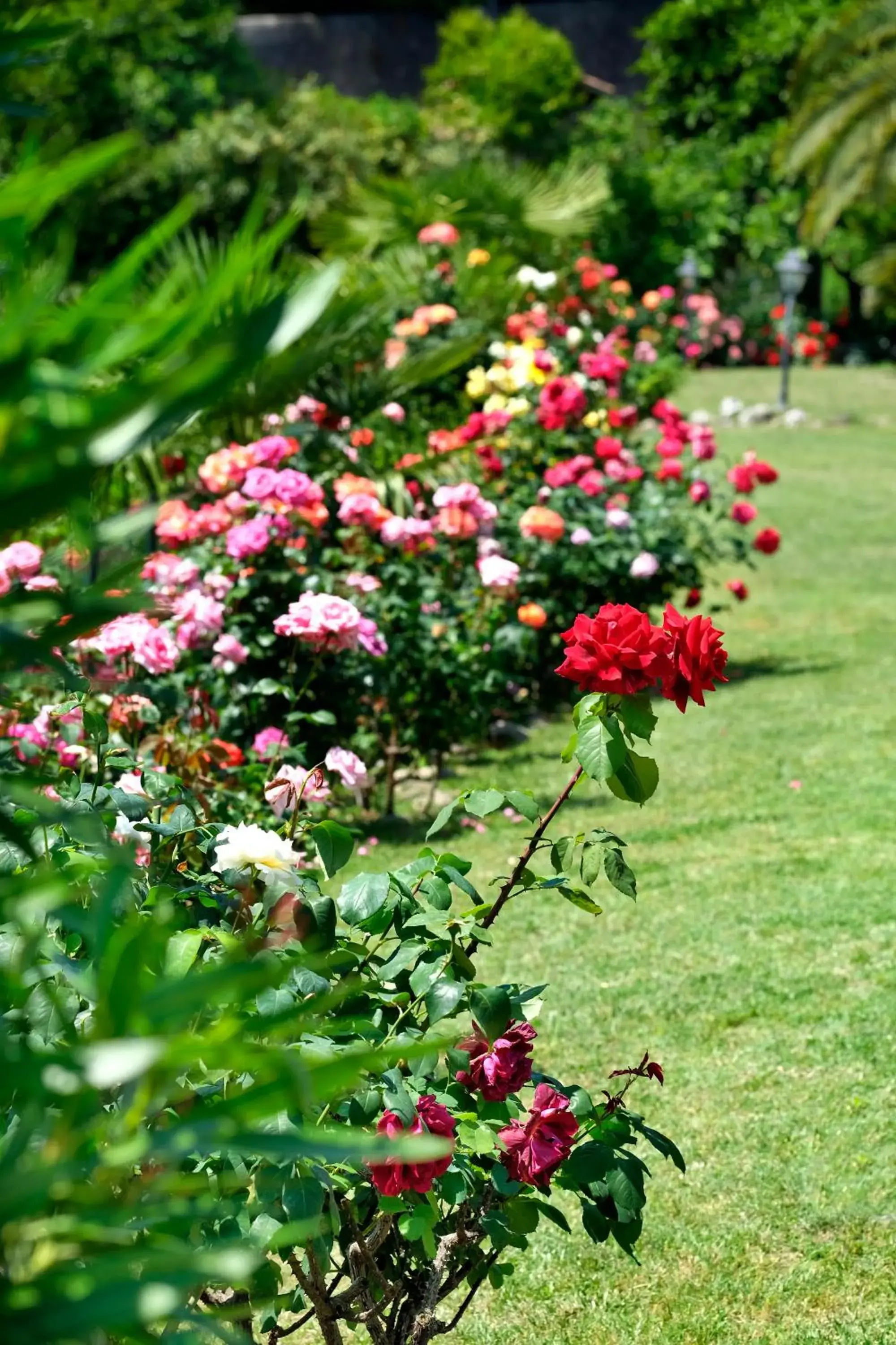 Garden in Villa Madrina Wellness Resort Hotel