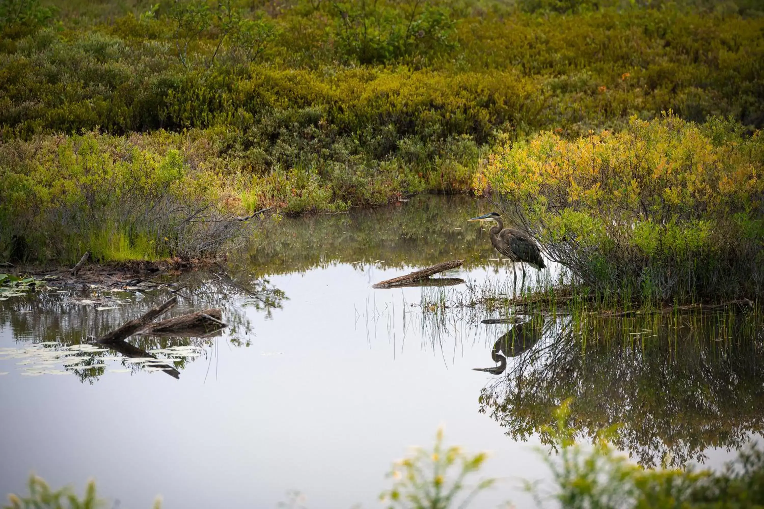 Natural landscape, Other Animals in Placid Bay Hotel