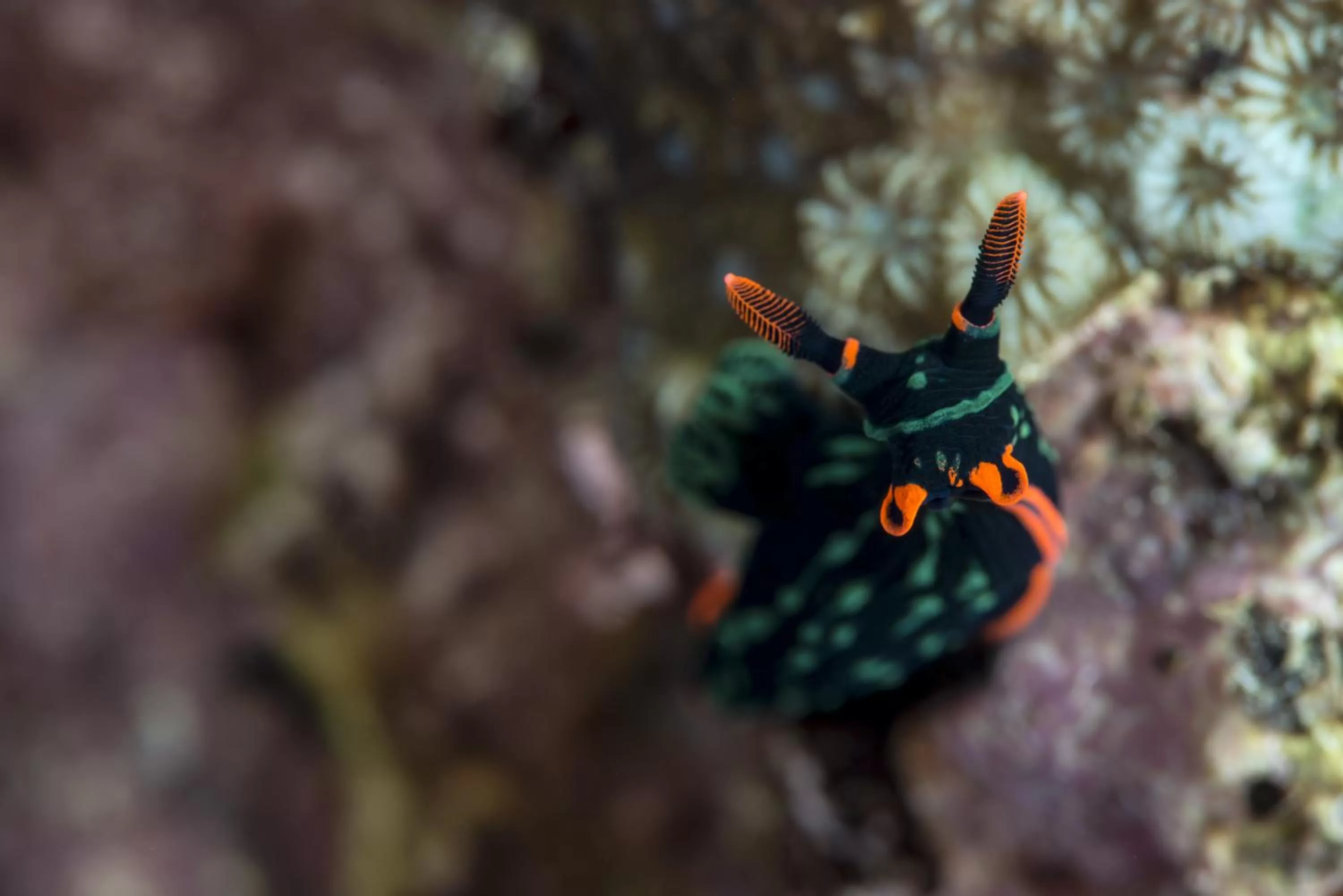 Diving in Punta Bulata White Beach Resort & Spa