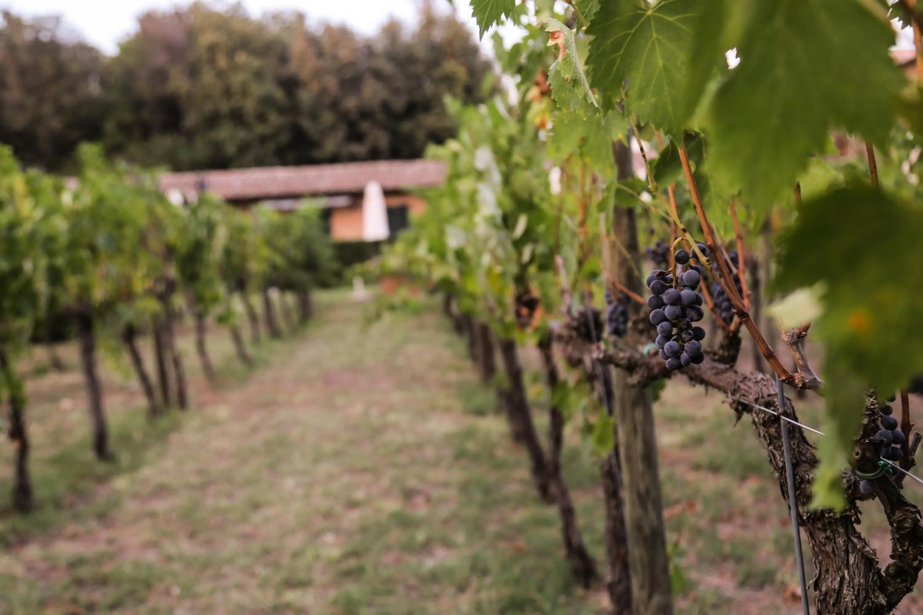 Garden in Cortona Resort & Spa