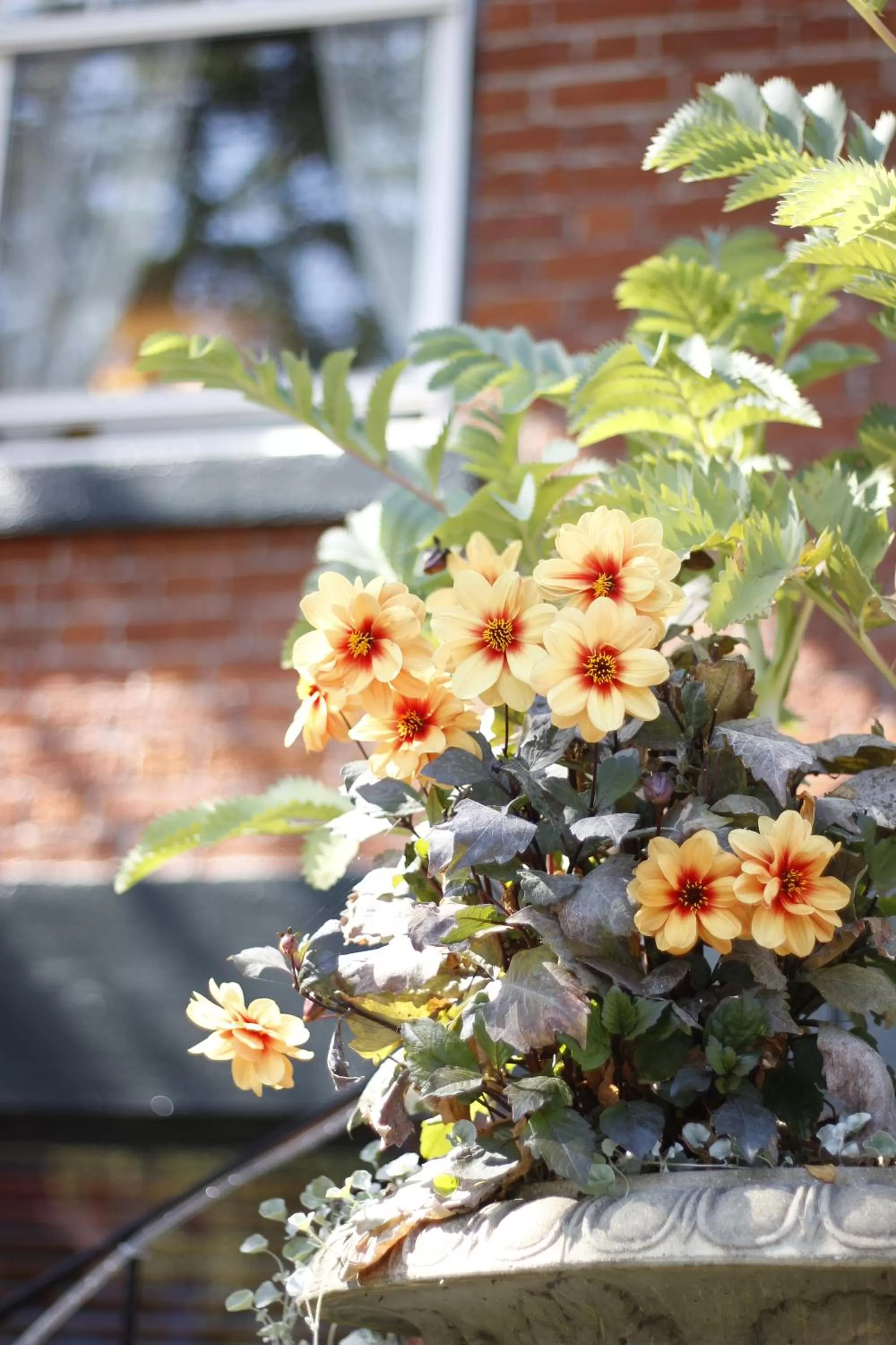 Property building in James Bay Inn Hotel, Suites & Cottage