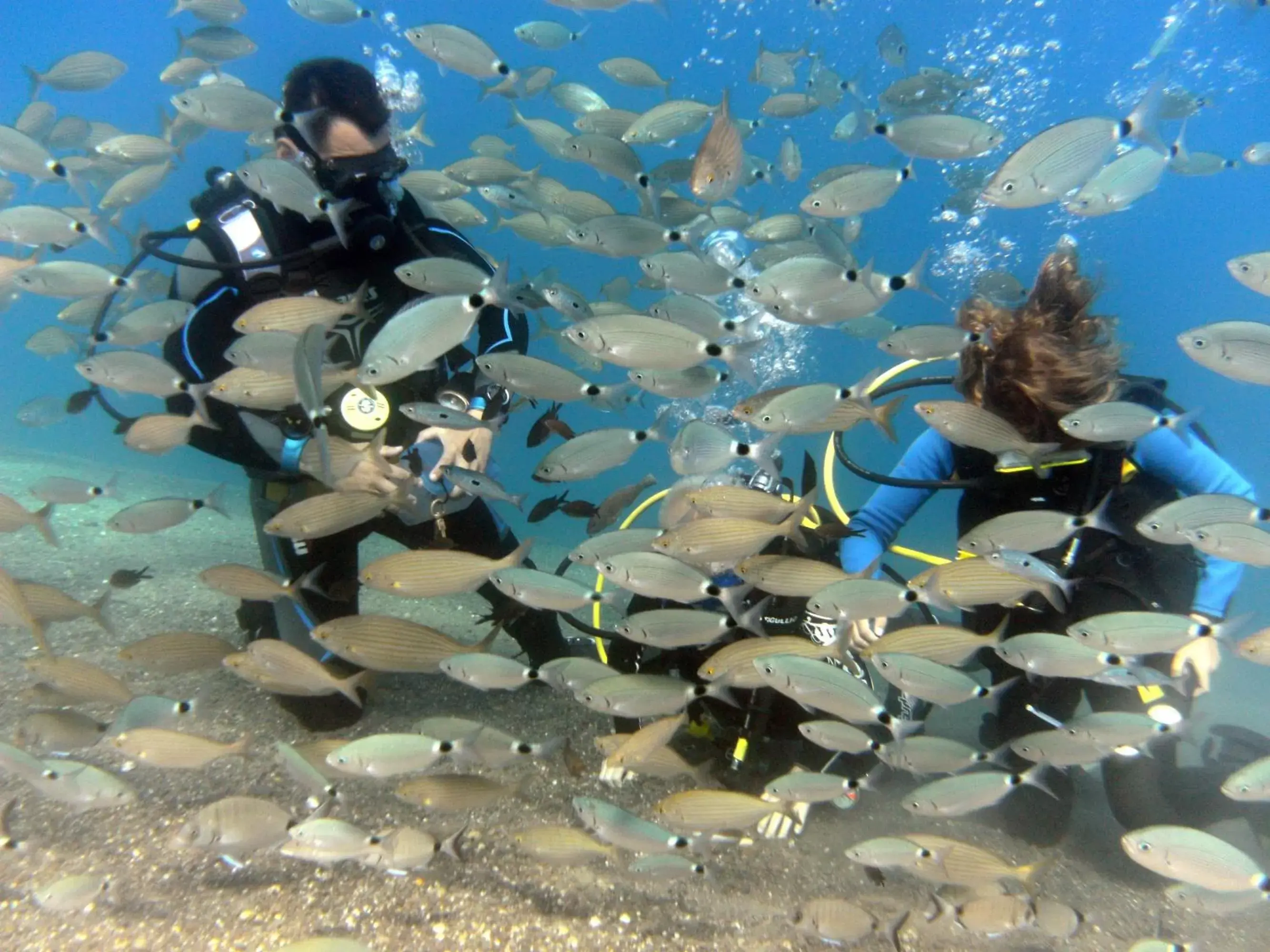 Snorkeling, Other Animals in Kipriotis Village Resort