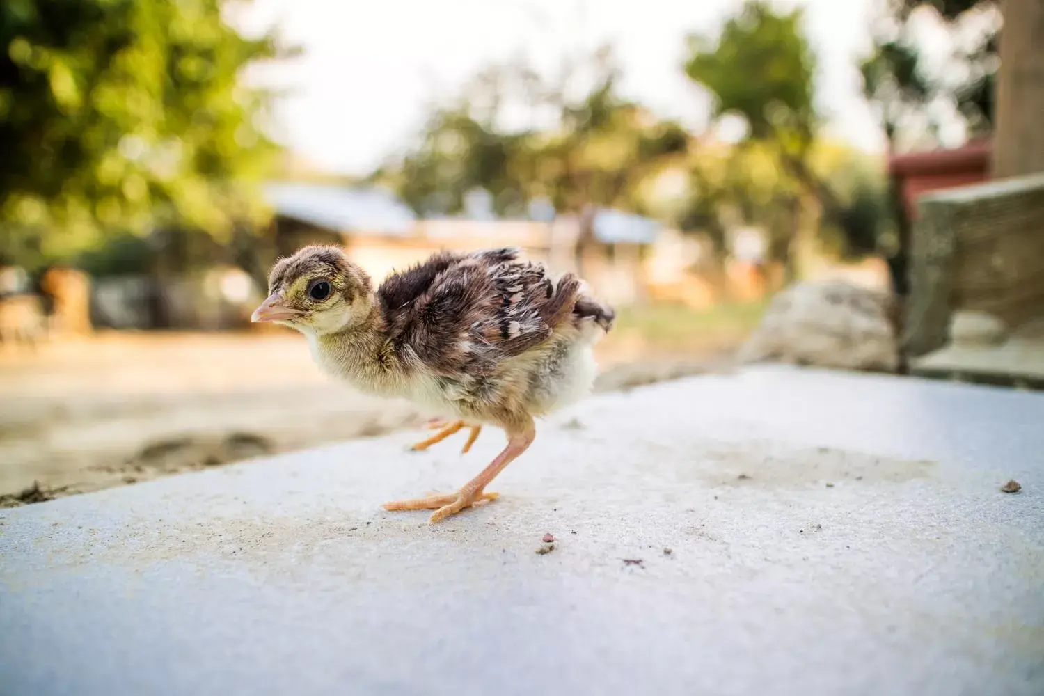 Animals, Other Animals in Il Gallo Con Gli Stivali