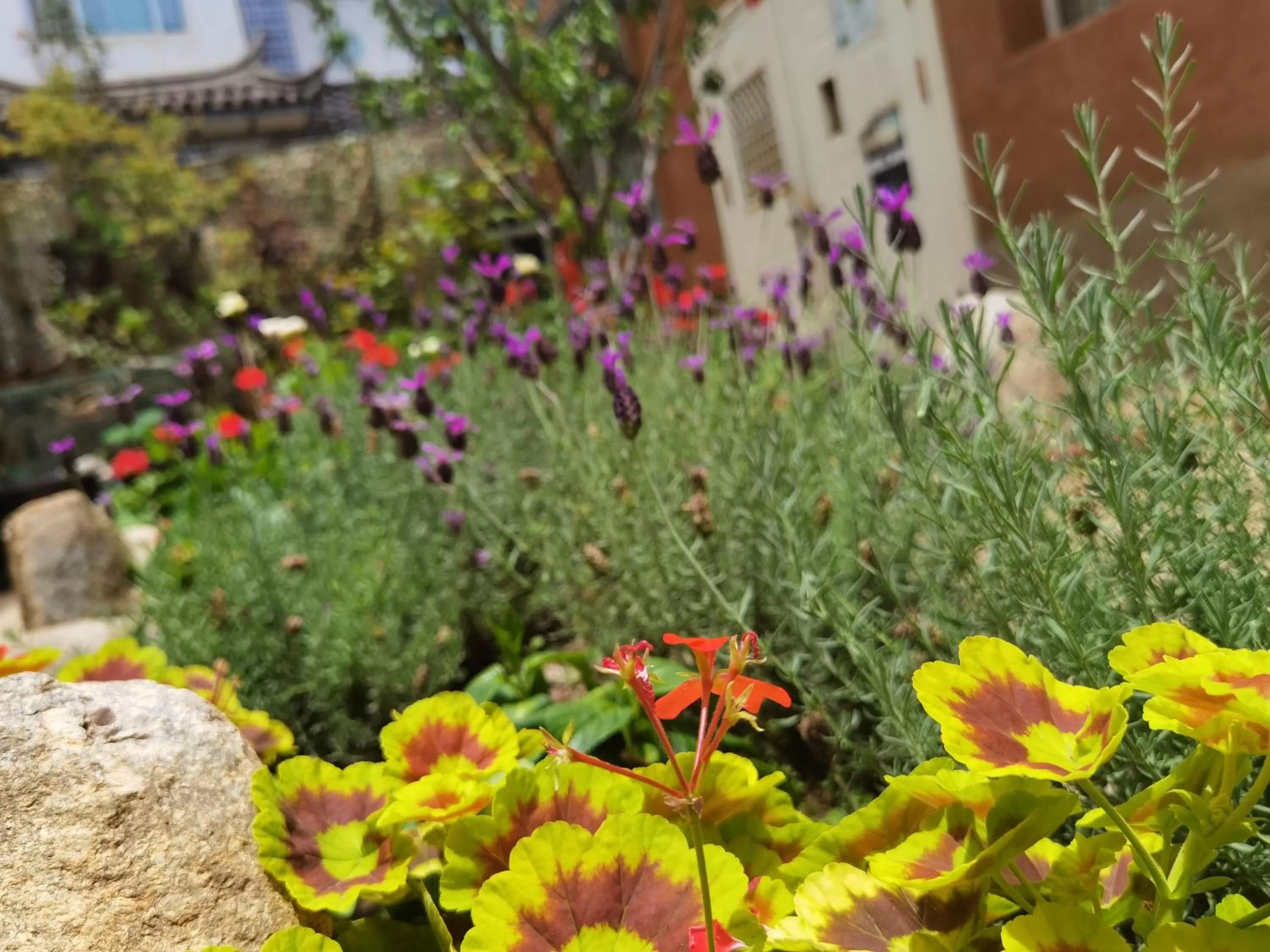 Garden in The Lily Pad Inn