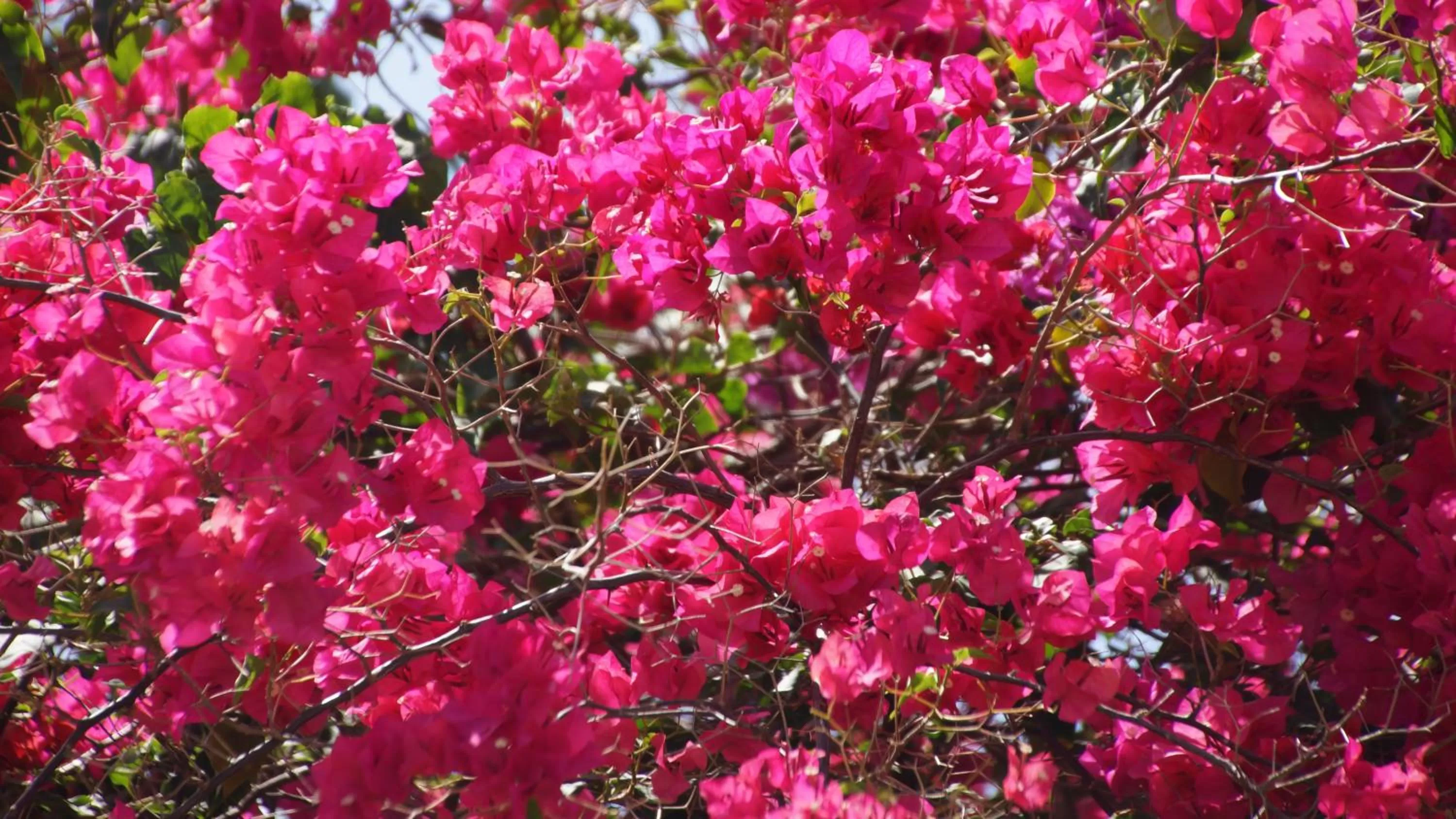 Garden in Half Moon Blue Hotel