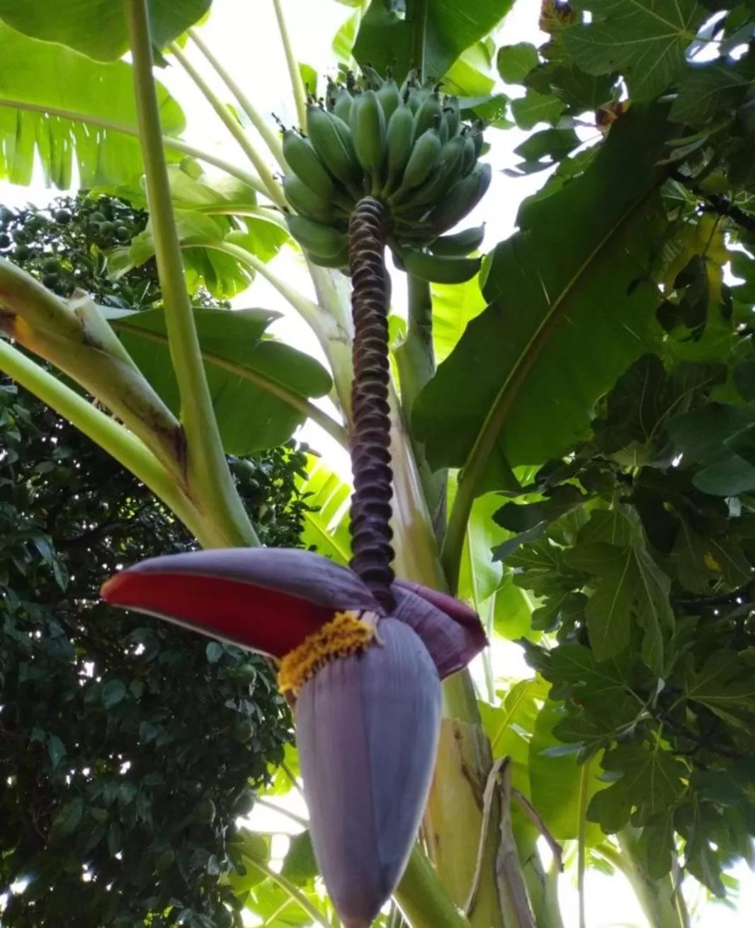 Food and drinks in Kiriş Garden Hotel