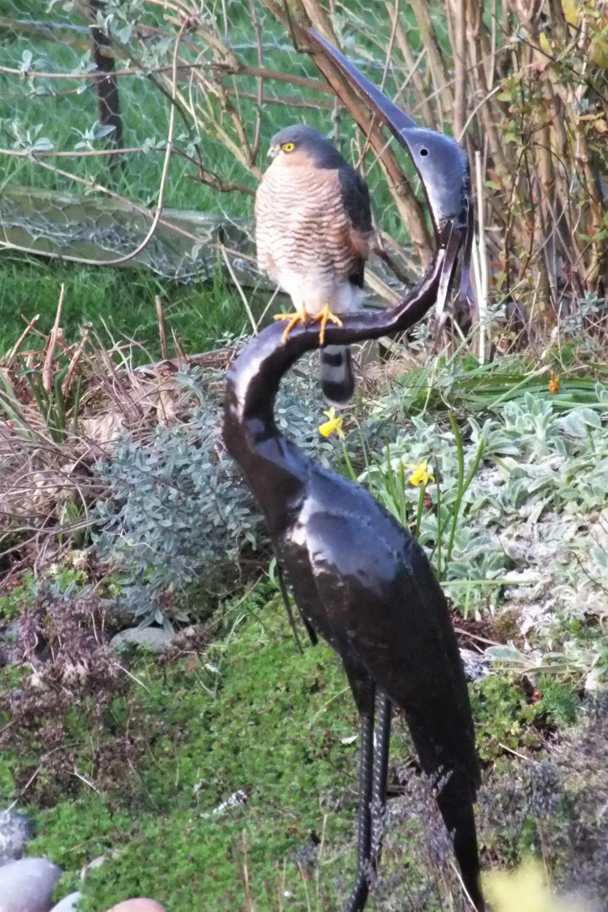 Animals, Other Animals in Cul Mor B&B