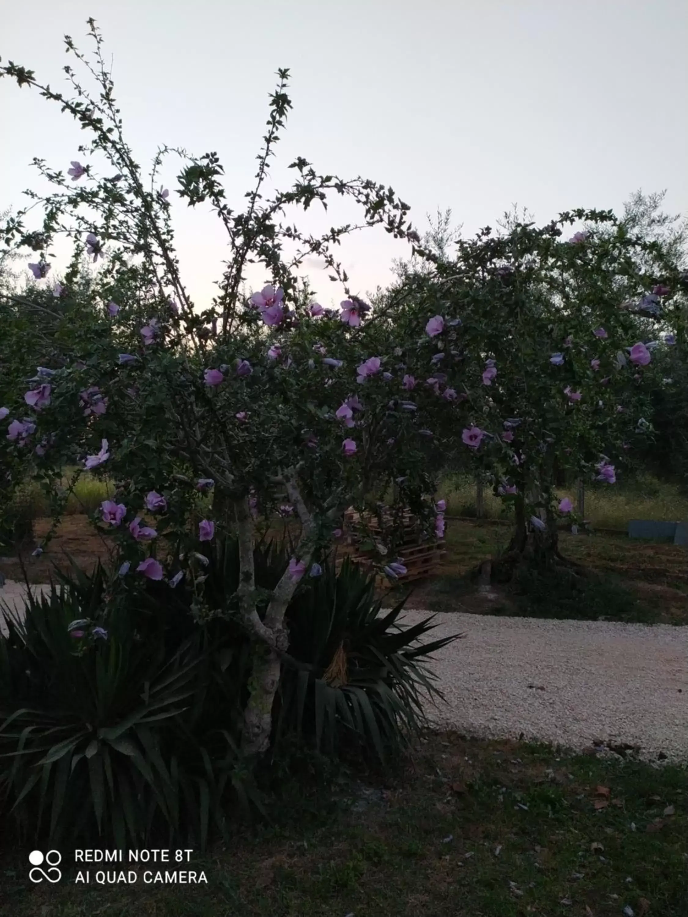 Garden in B&B Villa Sabrina