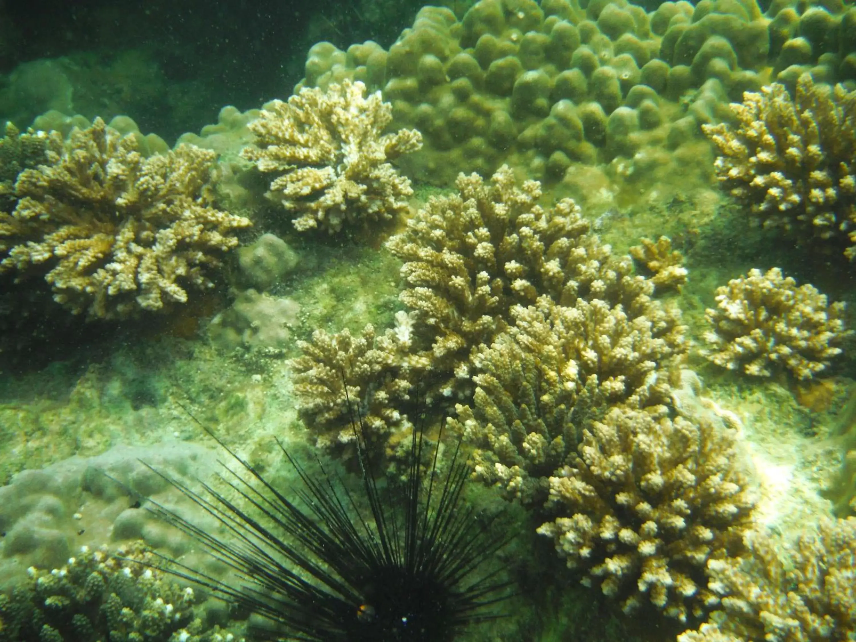 Snorkeling in Ban Saithong Beach Resort