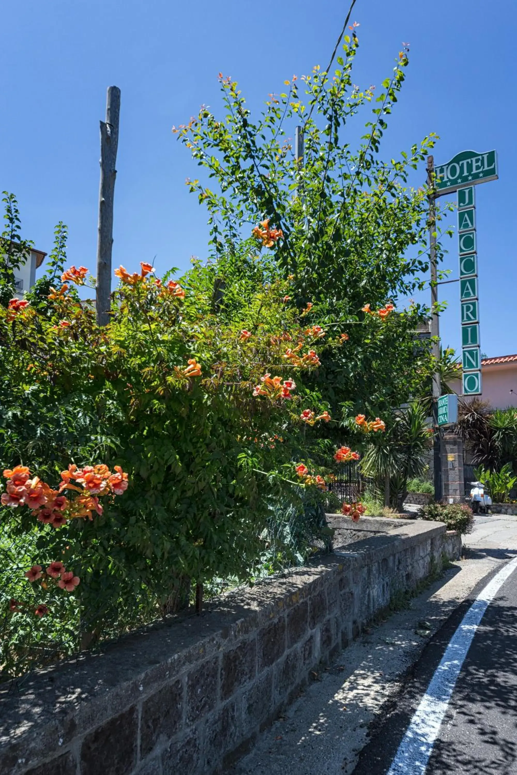 Garden in Hotel Jaccarino