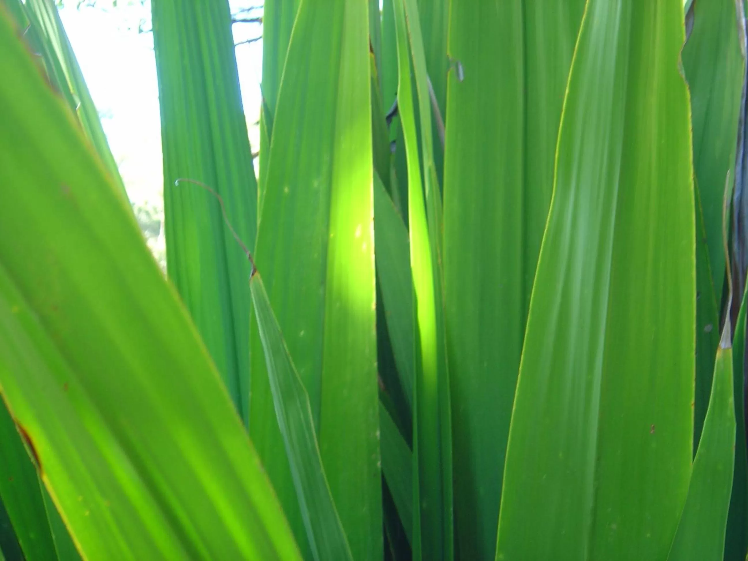 Garden in Sensom at Sapphire - Adults only B&B