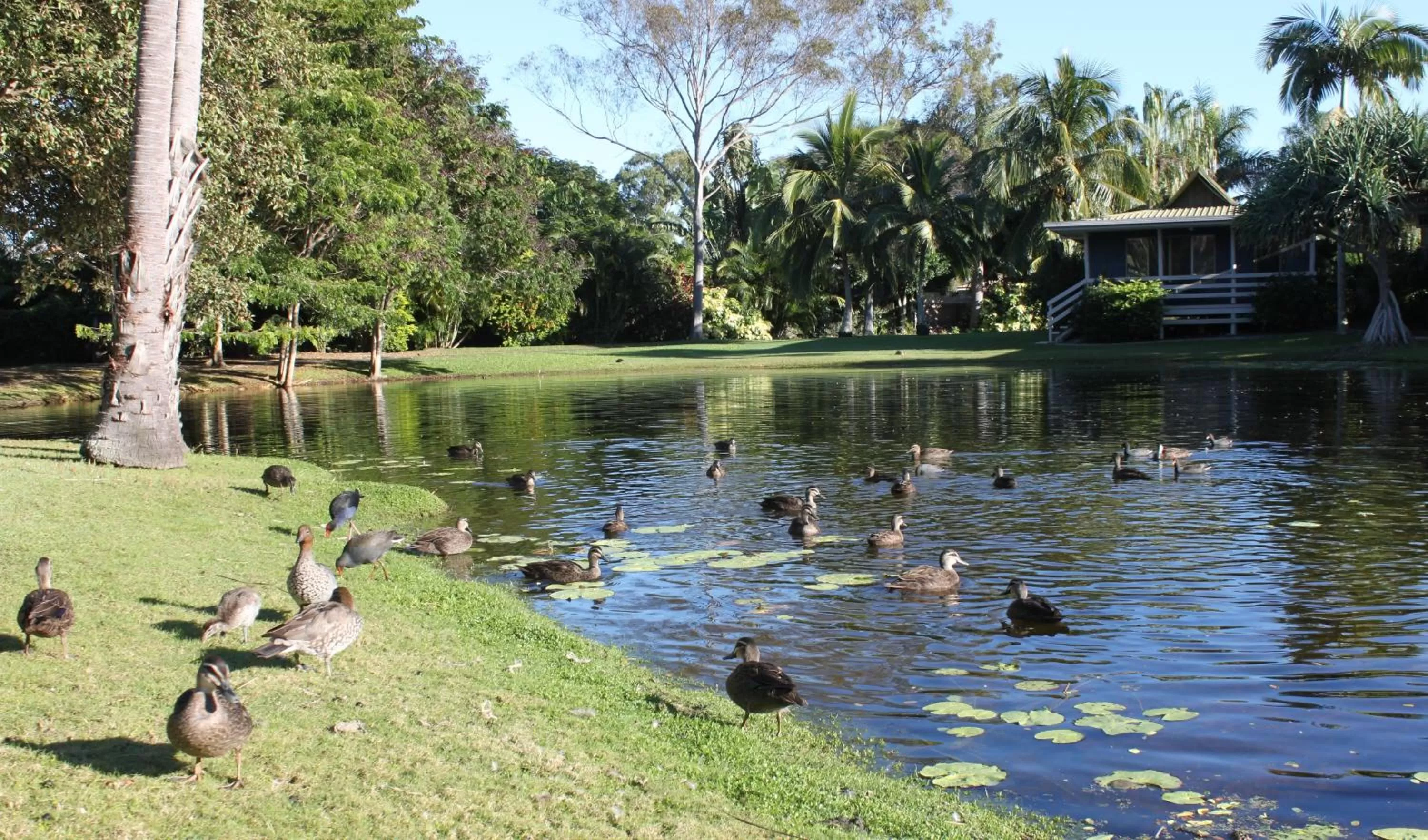 Animals in Sanctuary Lakes Fauna Retreat