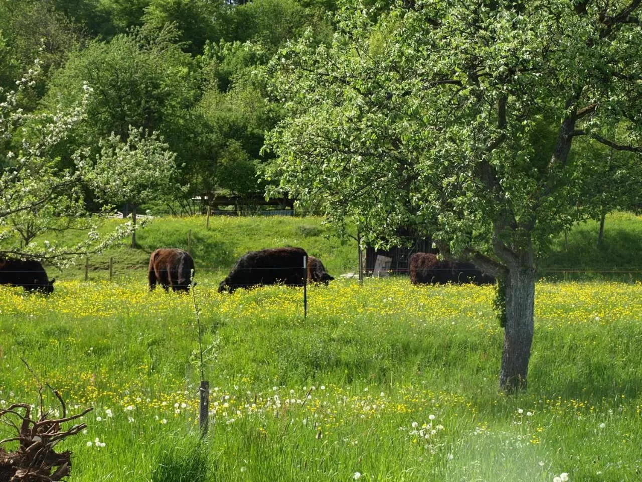 Area and facilities in Beim Rinderwirt