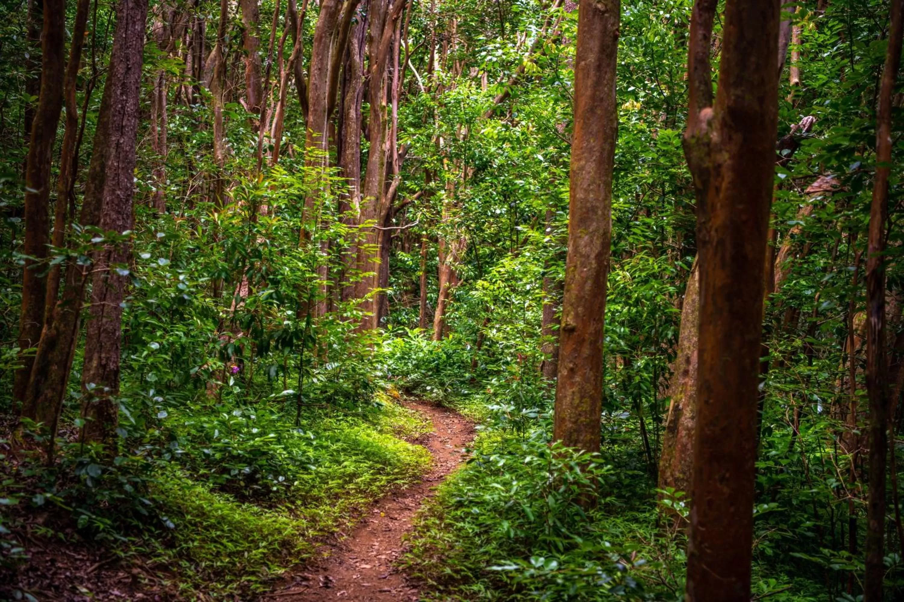 Other in The Ritz-Carlton Maui, Kapalua