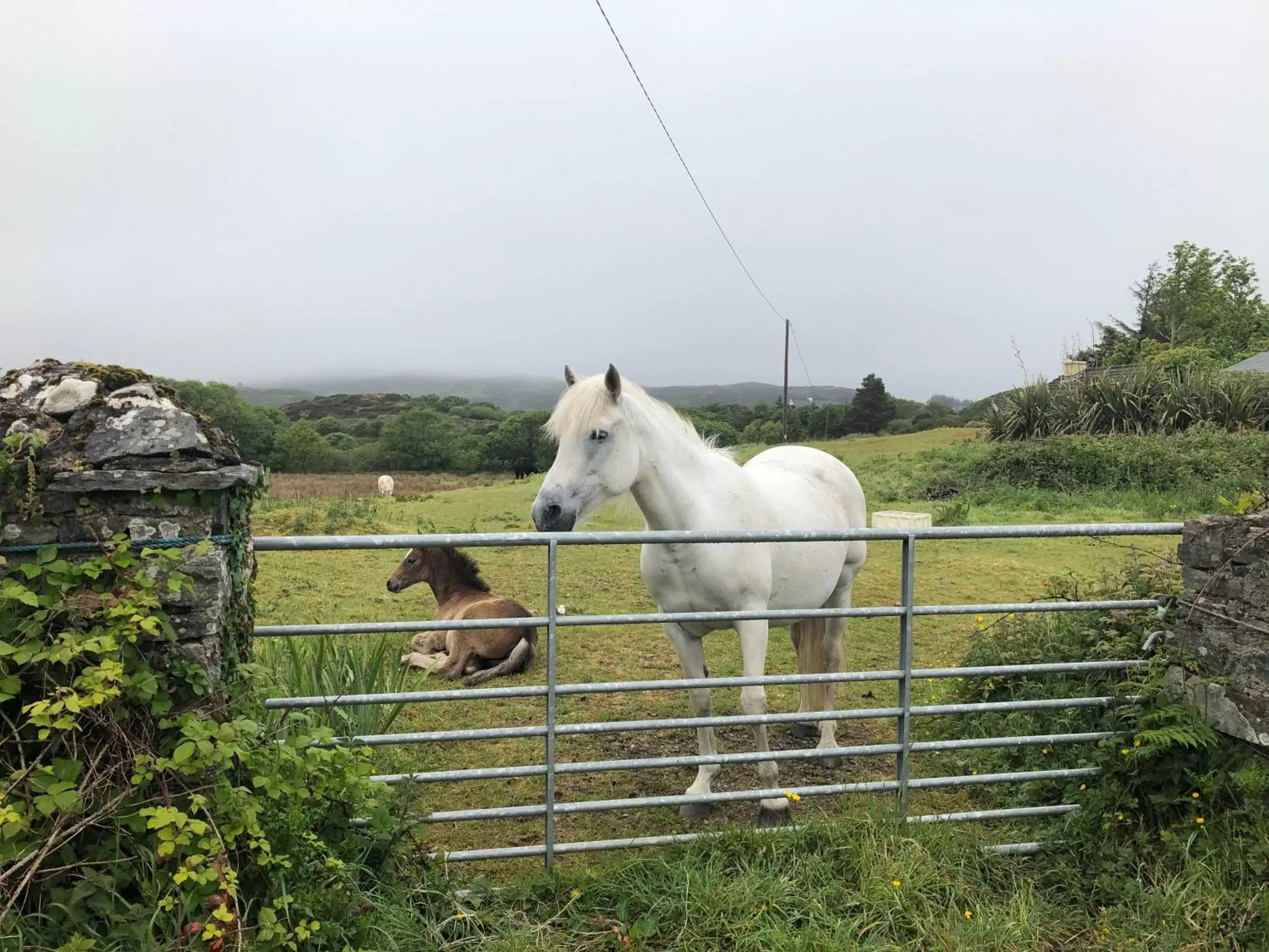 Animals, Pets in Railway Avenue Rooms