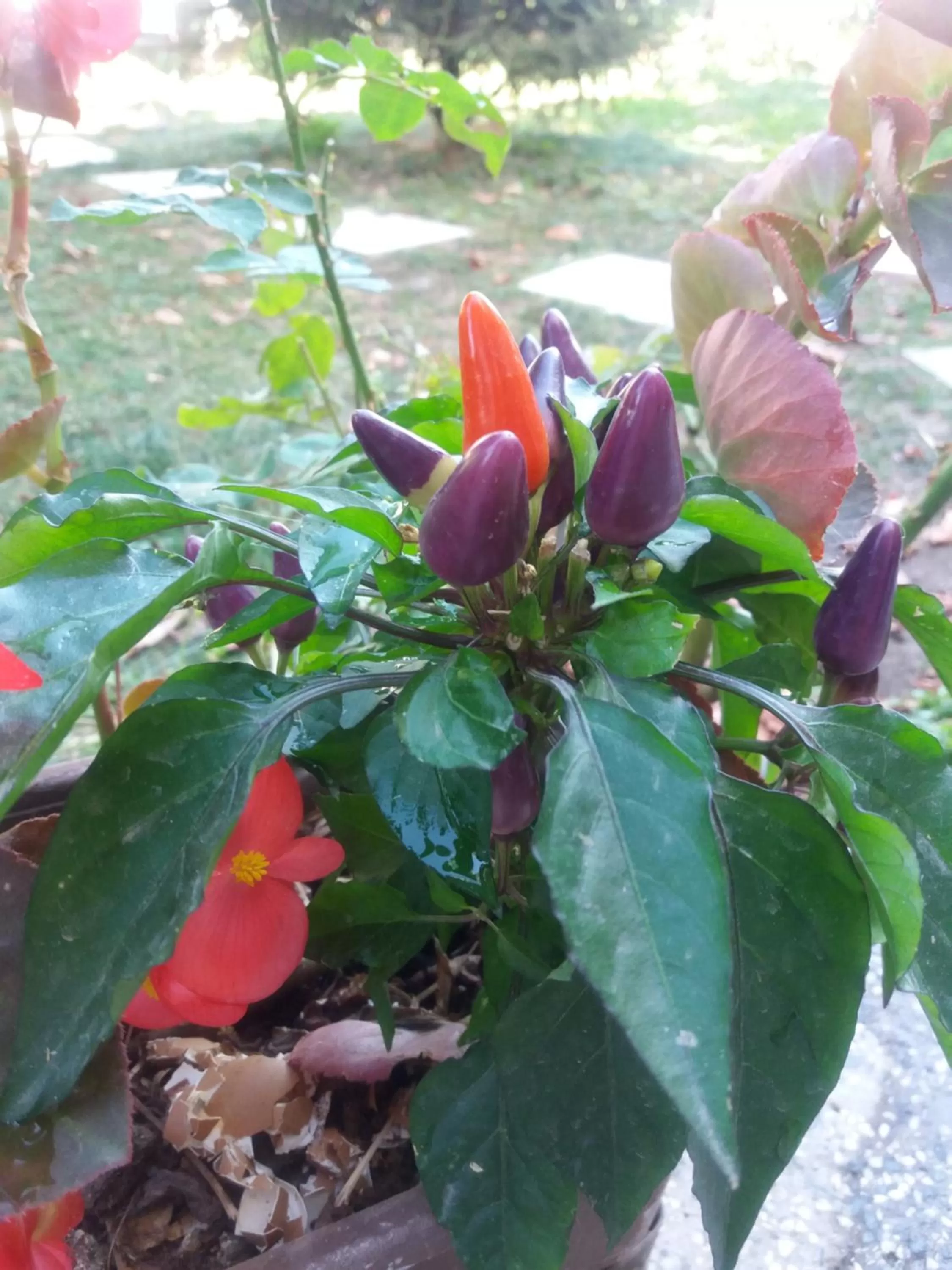 Garden in Apartments Villa Saray