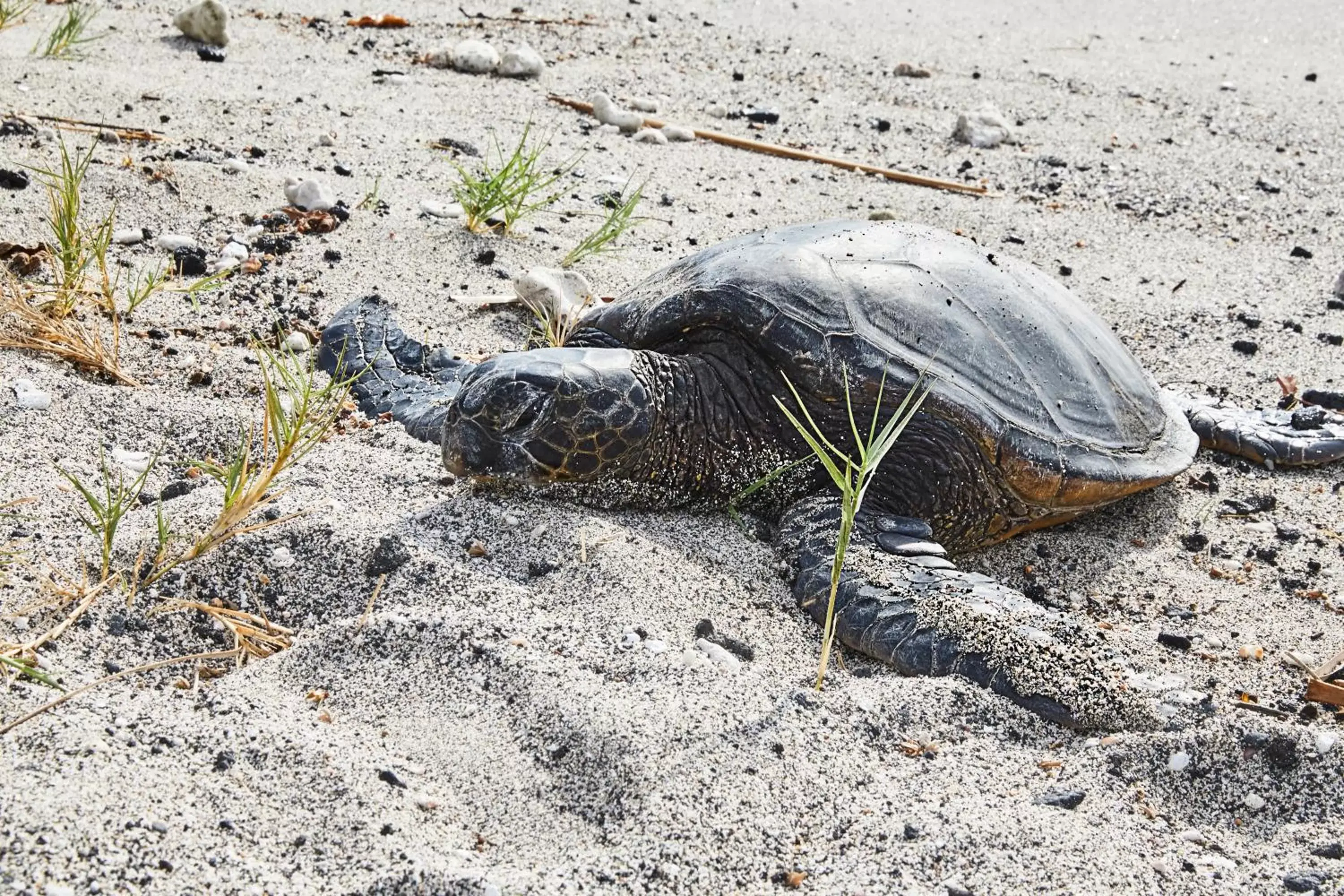 Beach, Other Animals in Mauna Lani, Auberge Resorts Collection