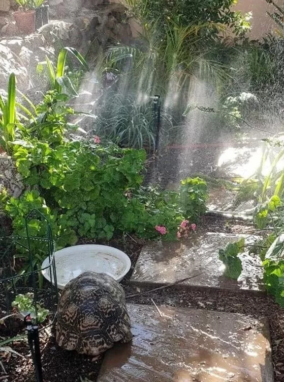 Garden in Squirrels Corner