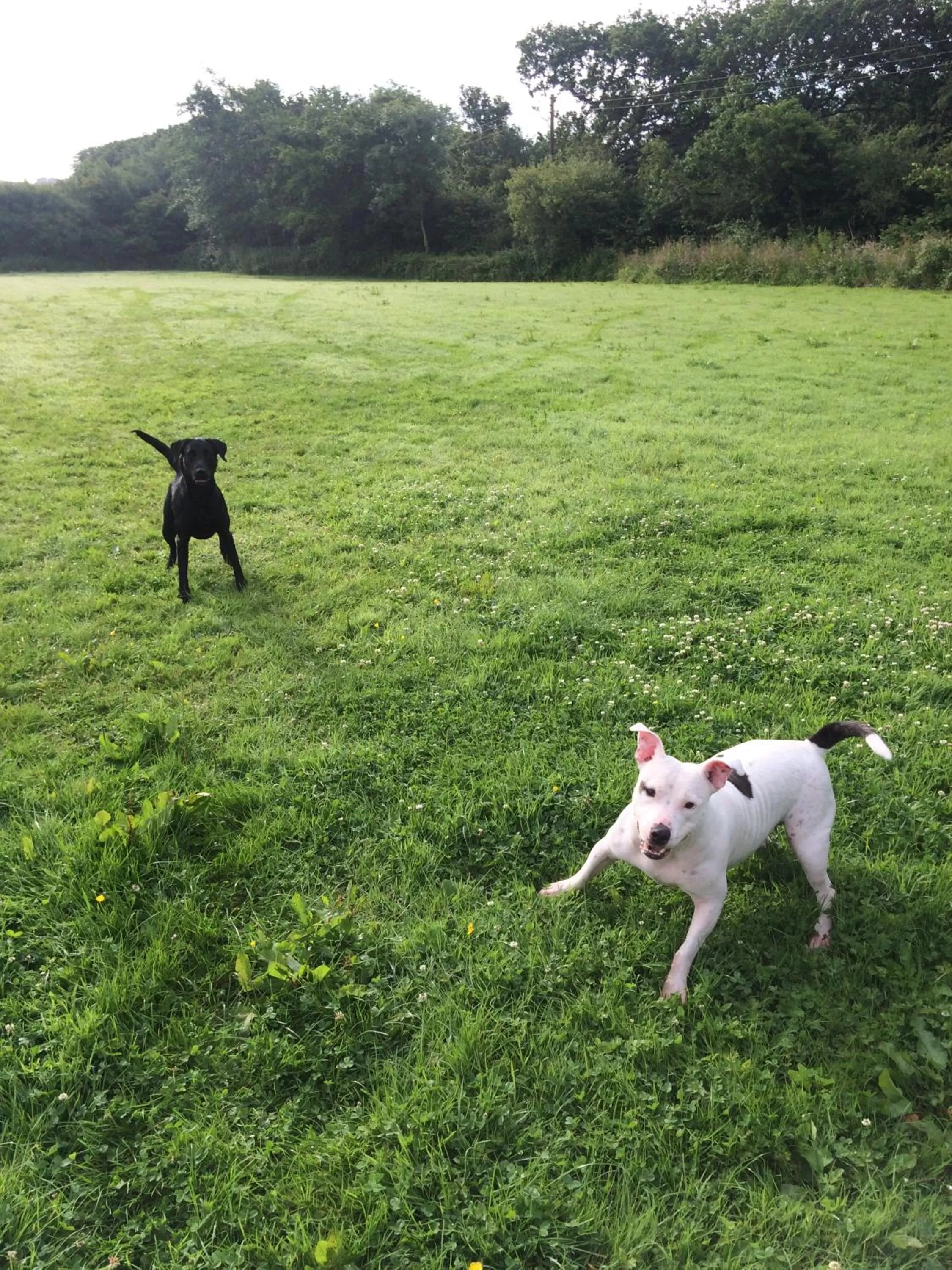 Pets in Barton Gate Farm B&B
