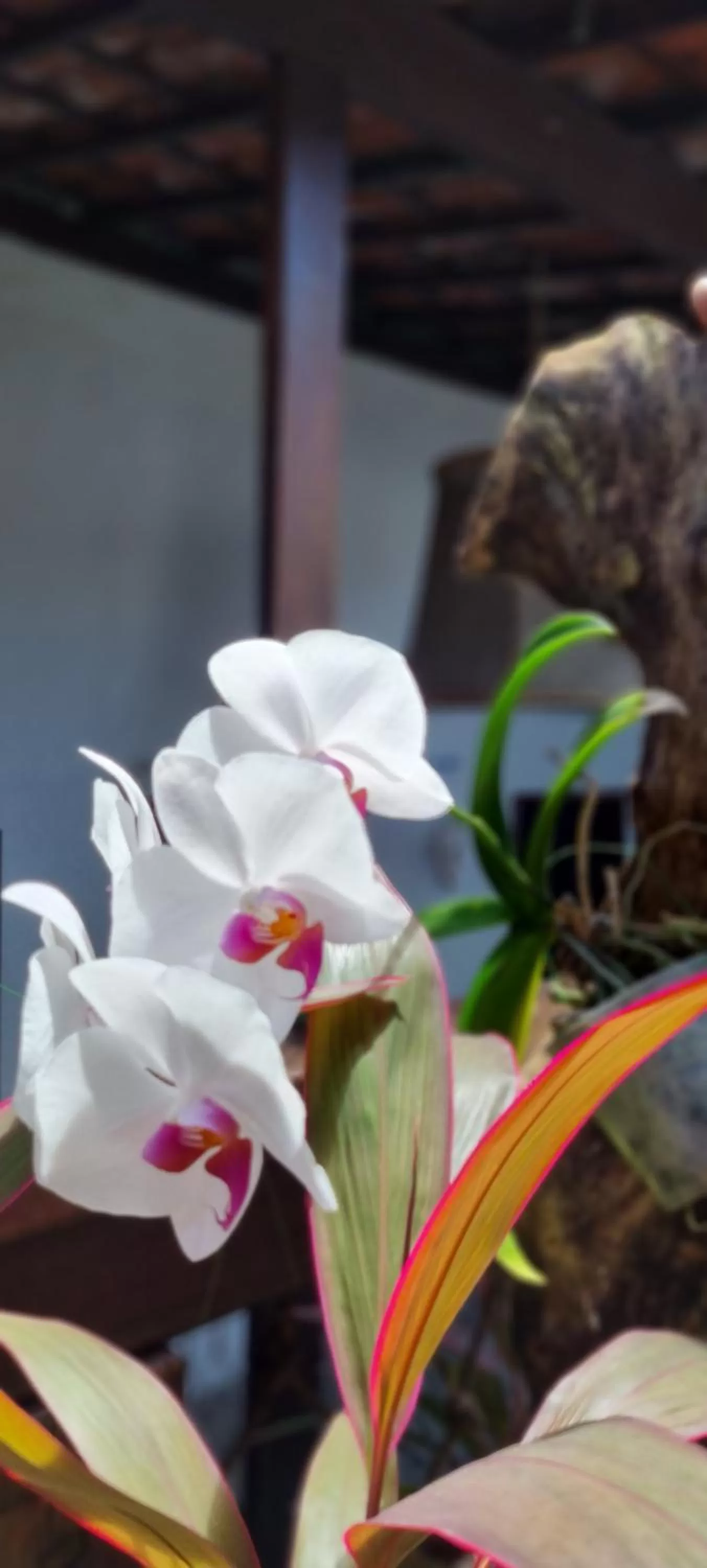 Garden view in Pousada Recanto da Família