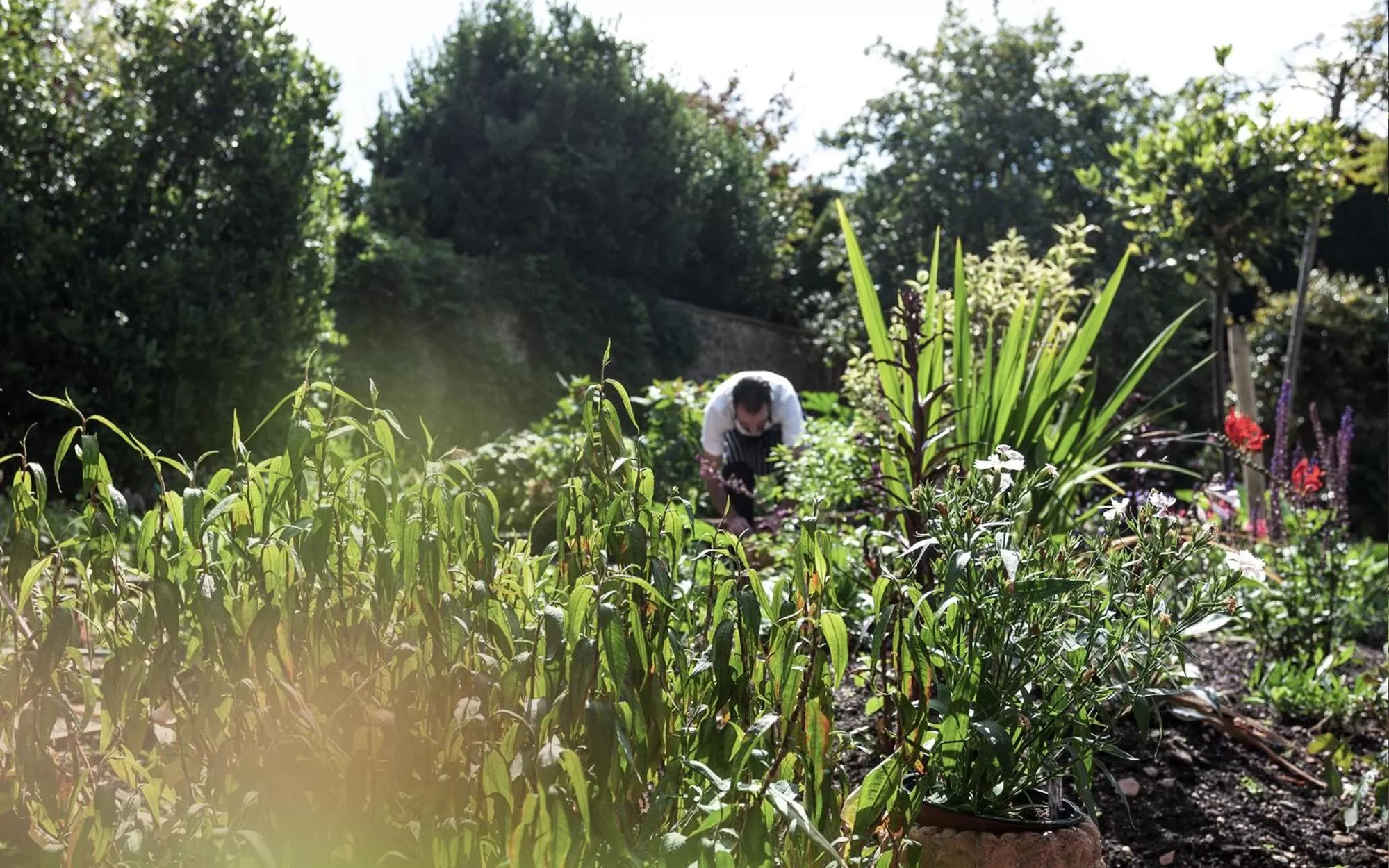 Garden in The Ollerod